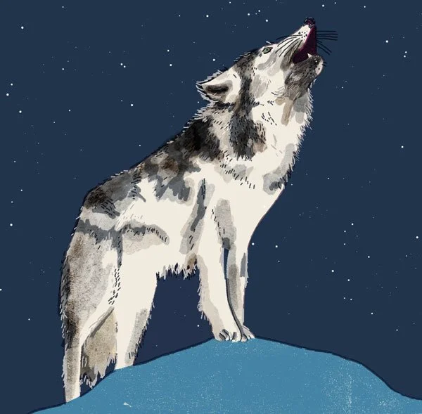 Grauwolf Kopie.jpg