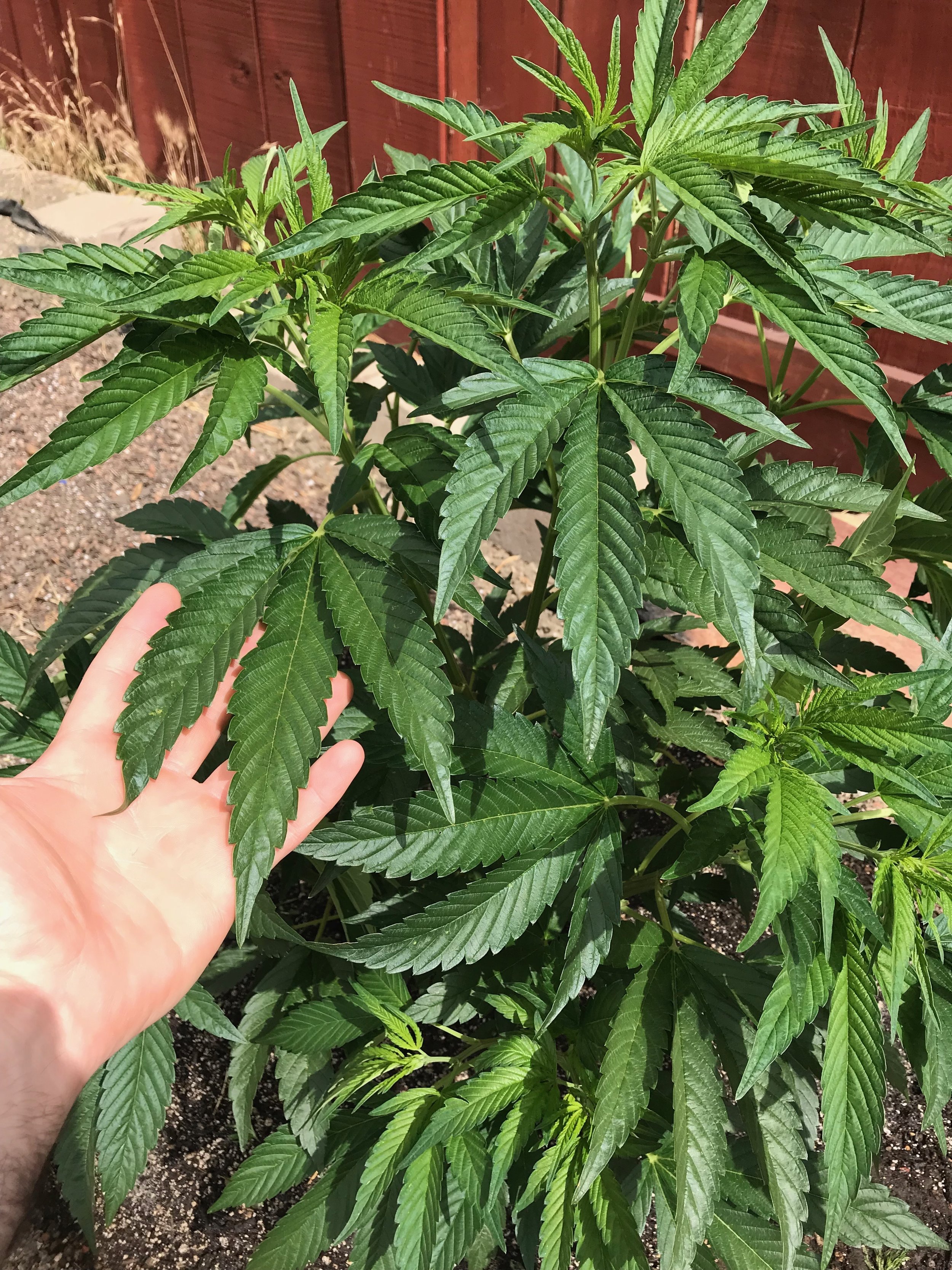 SFV OG