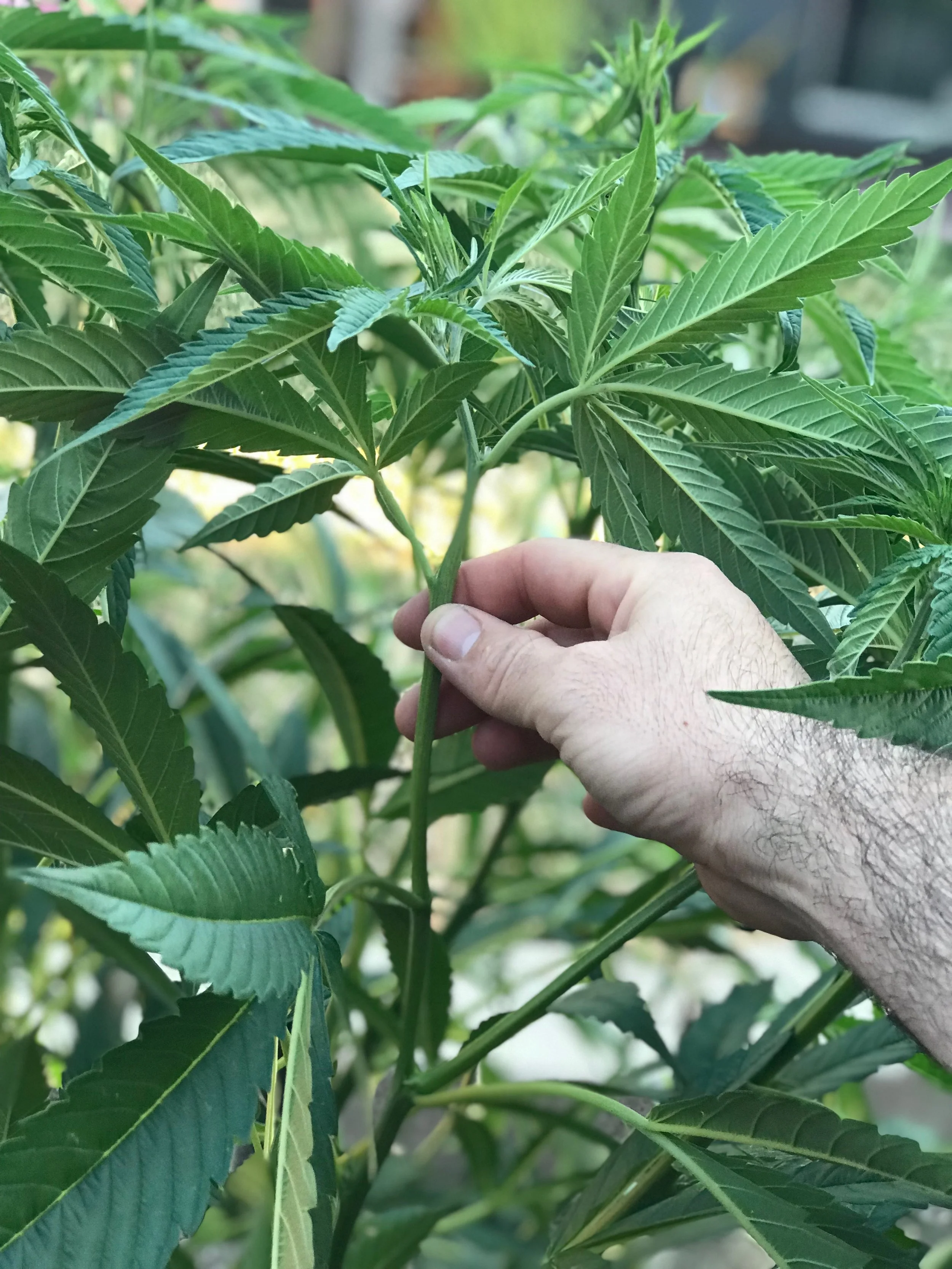 SFV OG