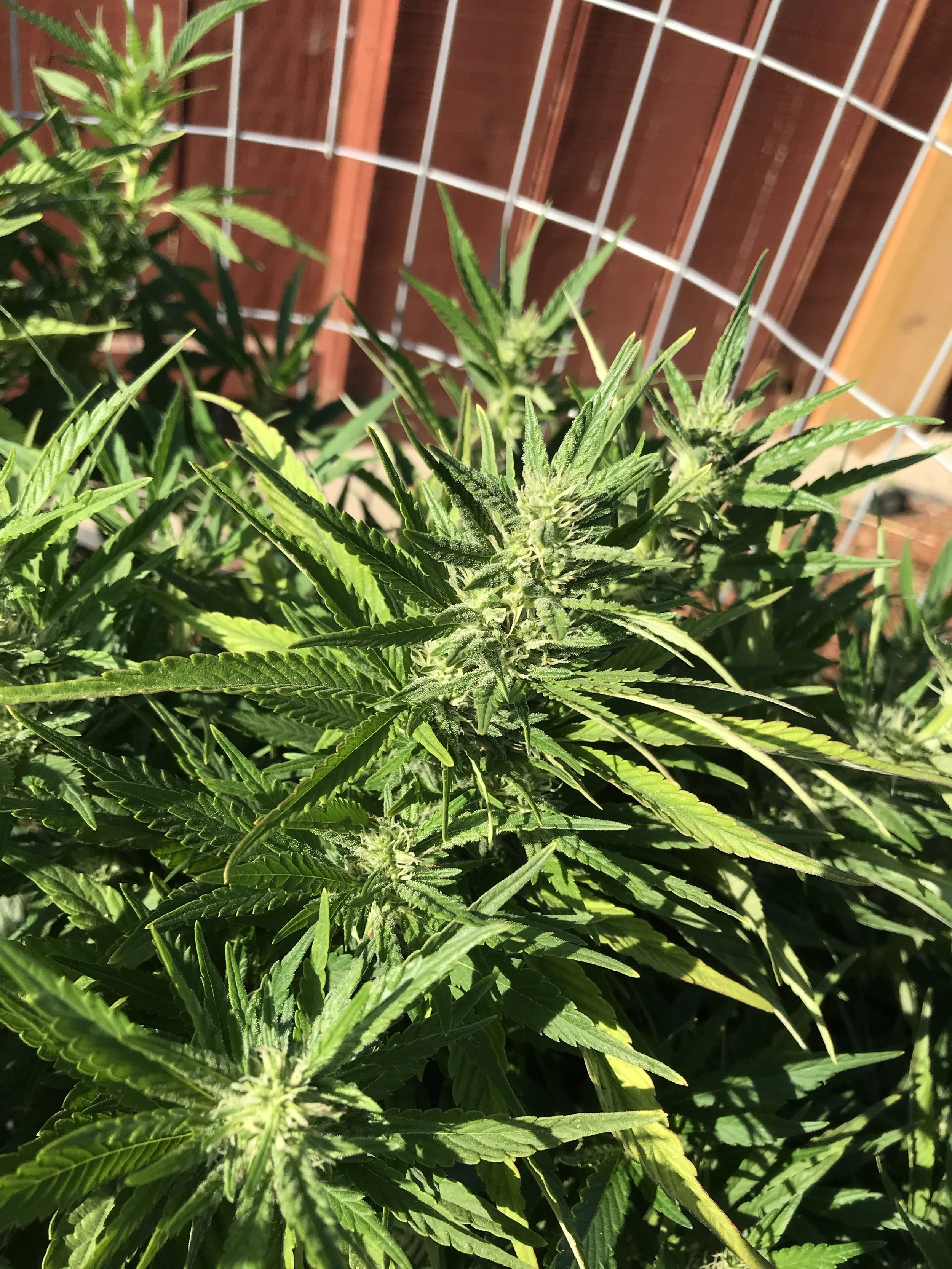 Gorilla Glue #4