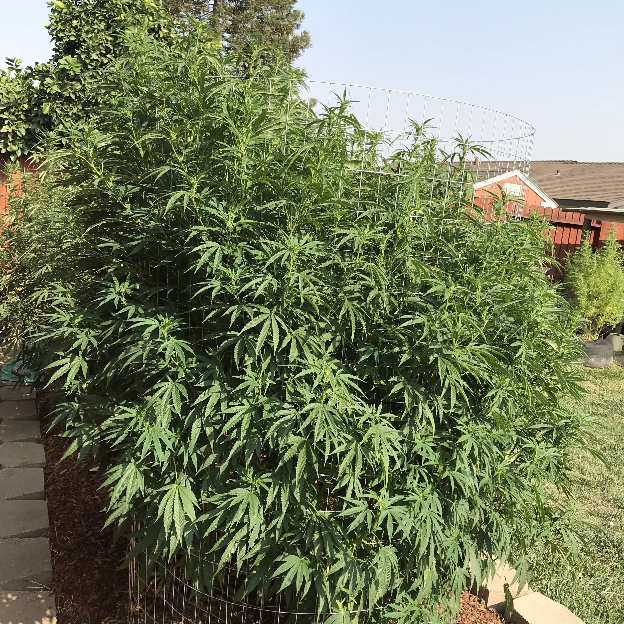 SFV OG