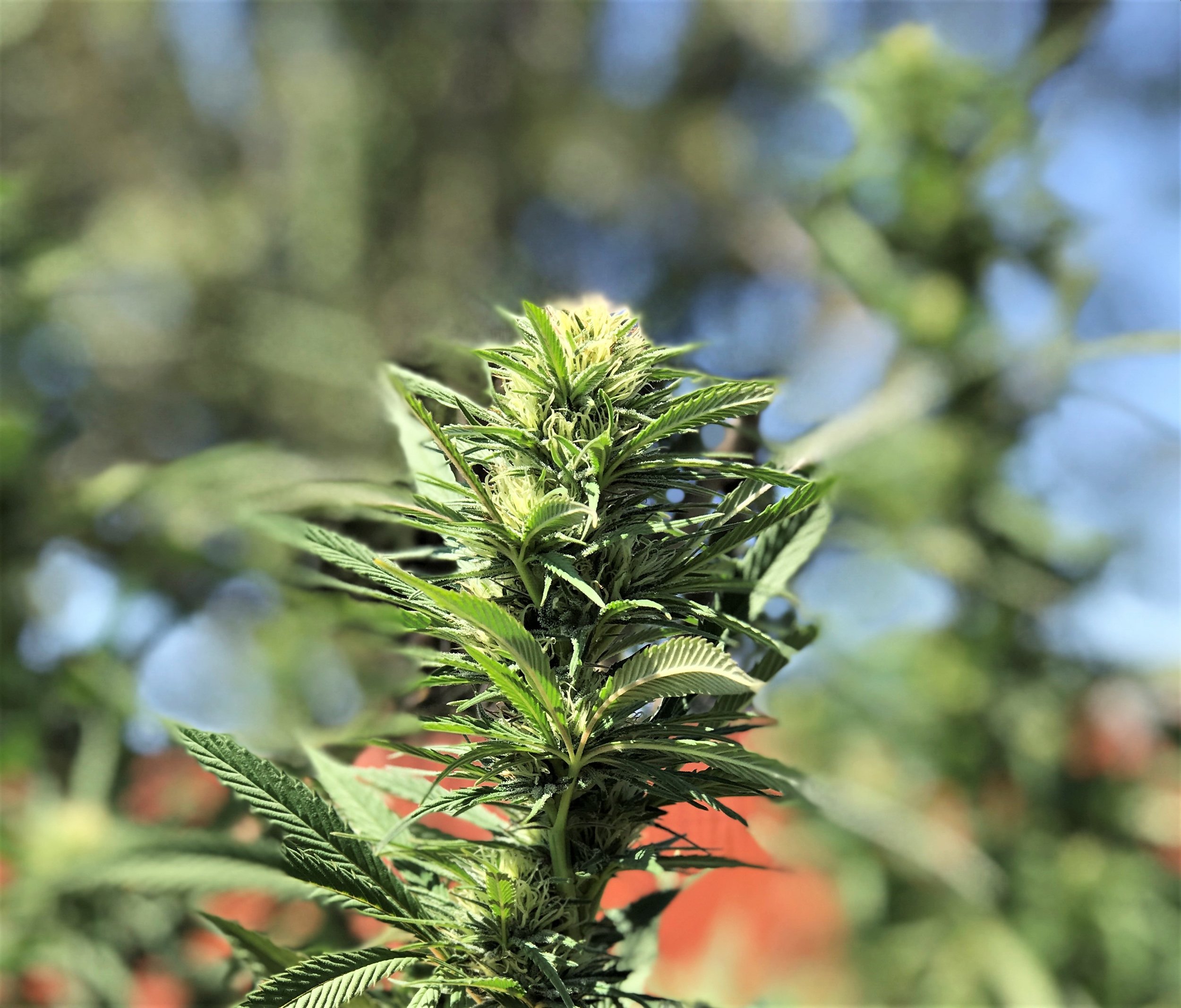 Purpe Lemon Haze