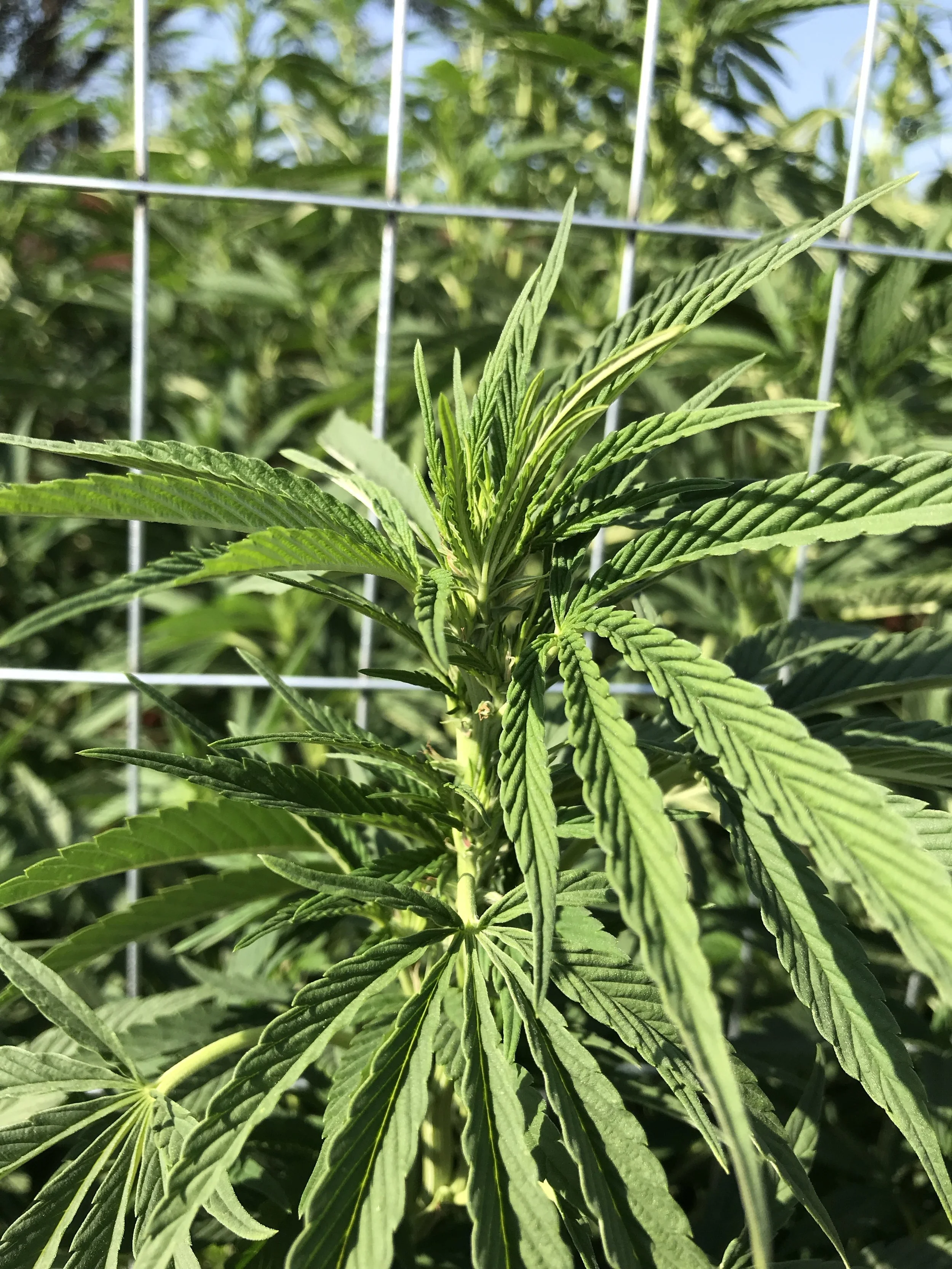 SFV OG