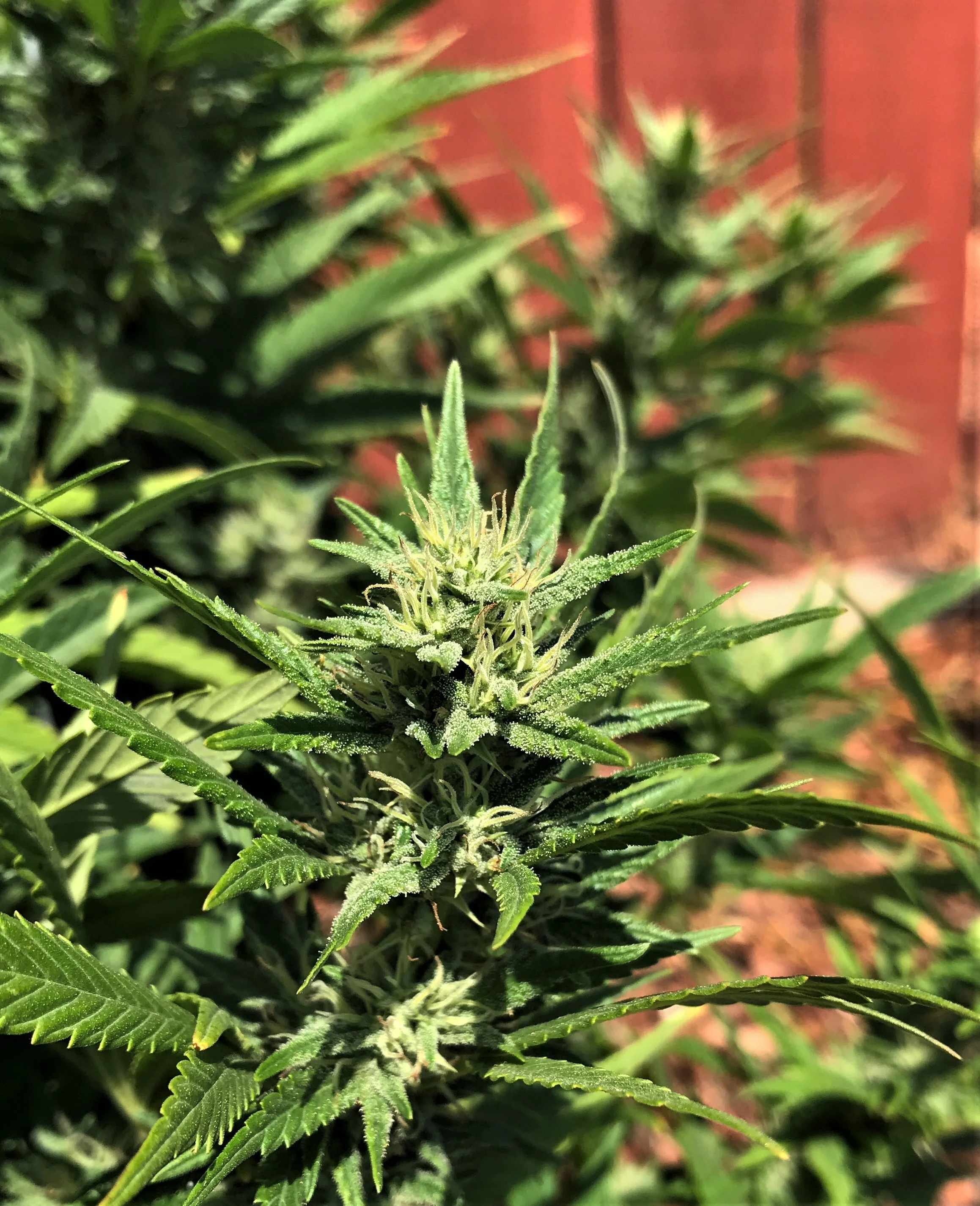 Gorilla Glue #4