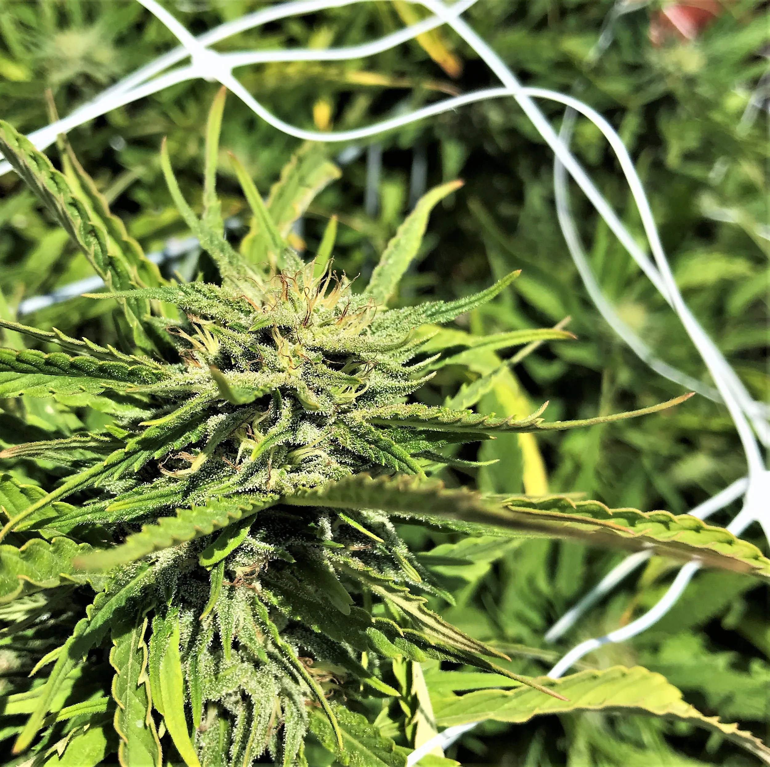 Purple Gorilla