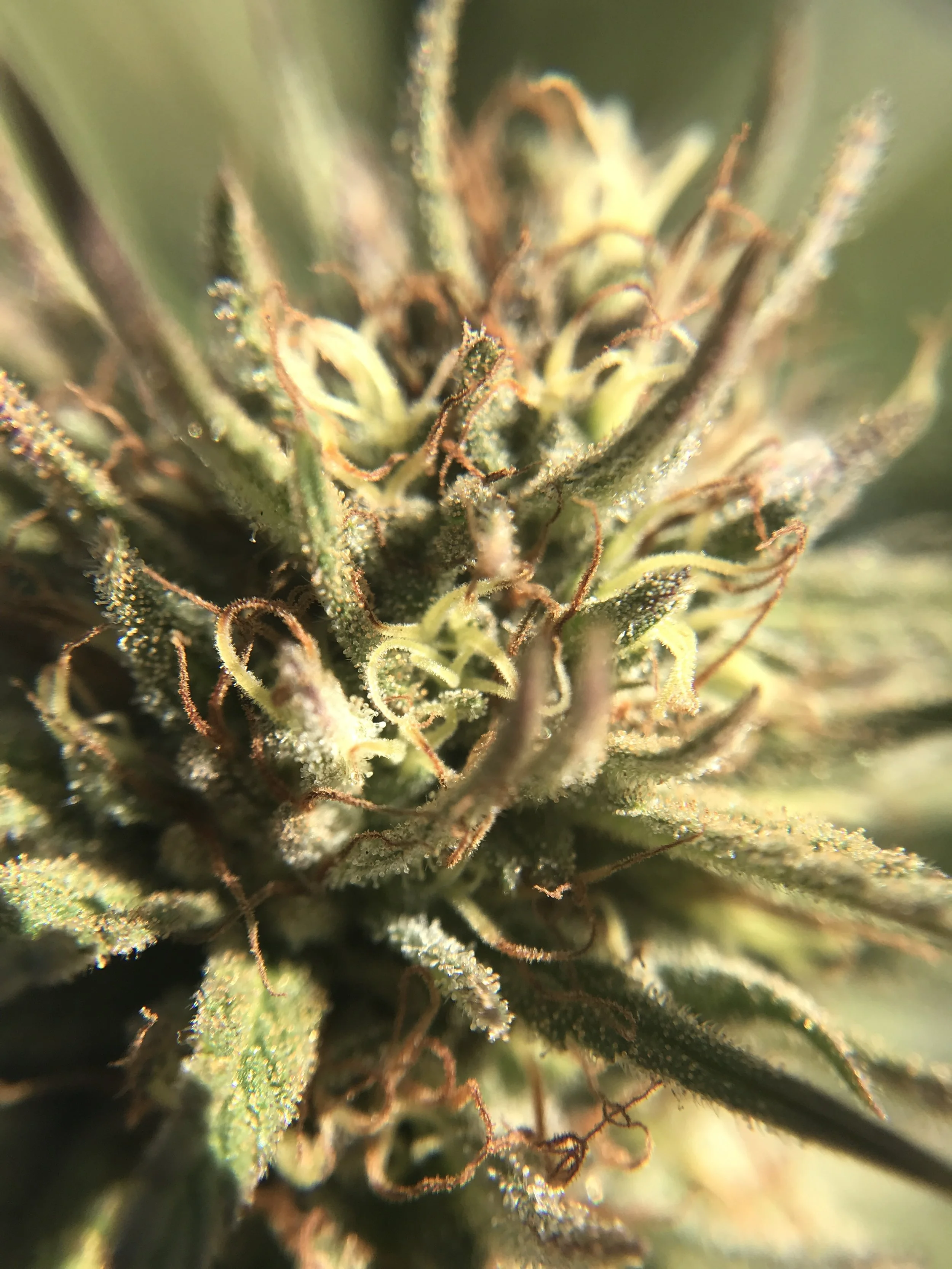 Purple Lemon Haze