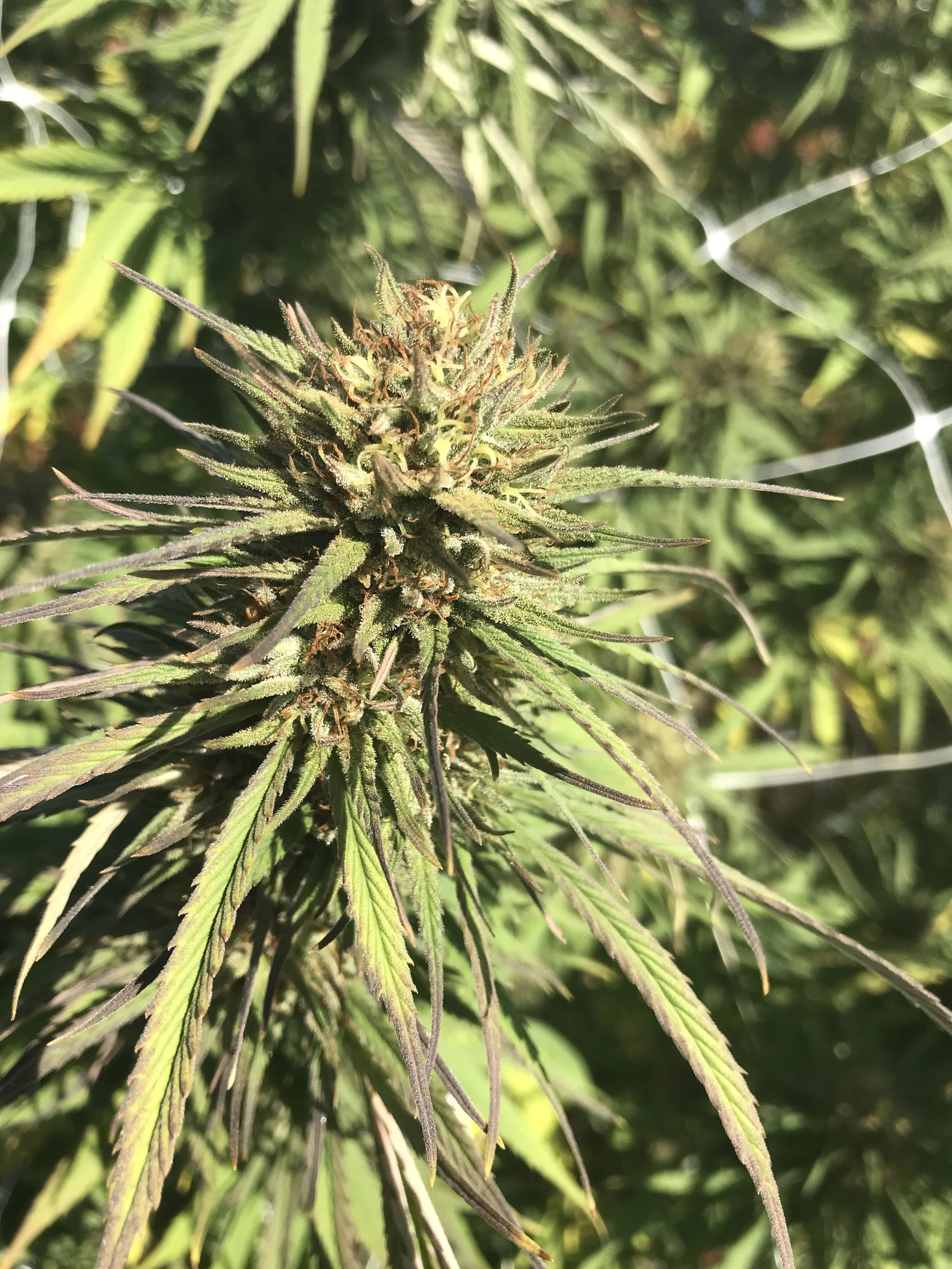 Purple Lemon Haze