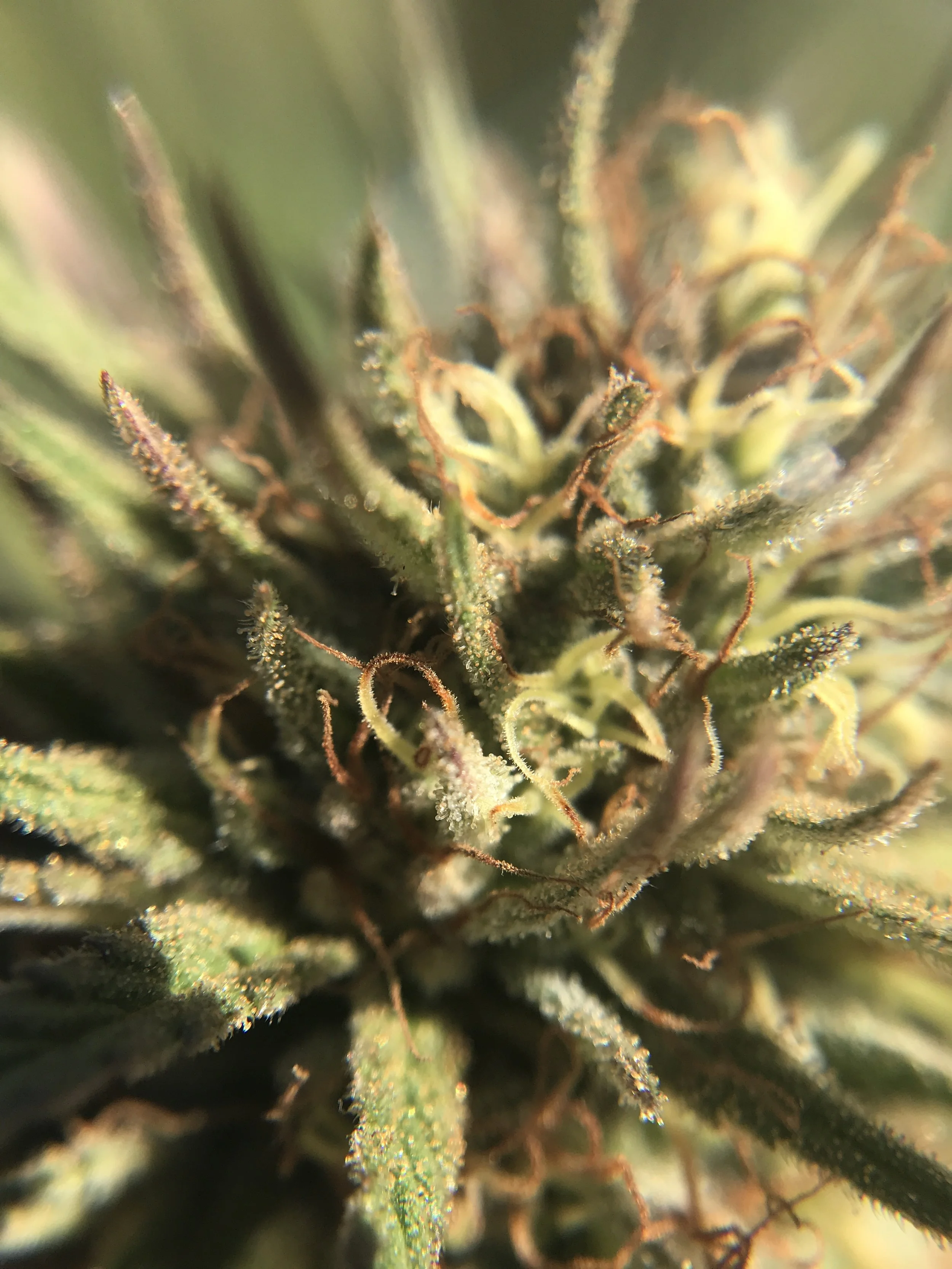 Purple Lemon Haze