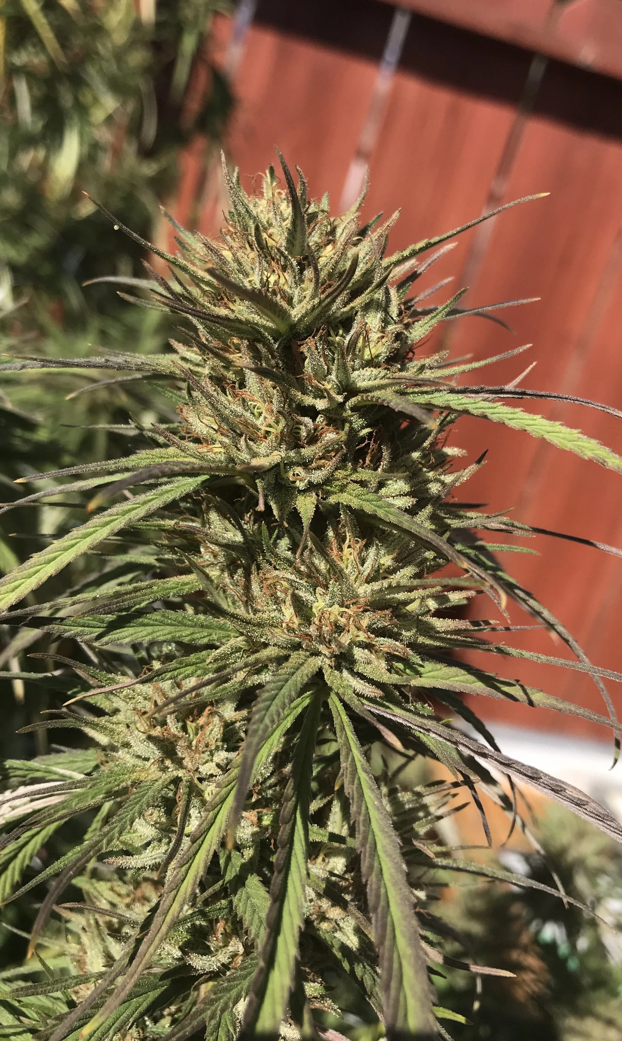 Purple Lemon Haze