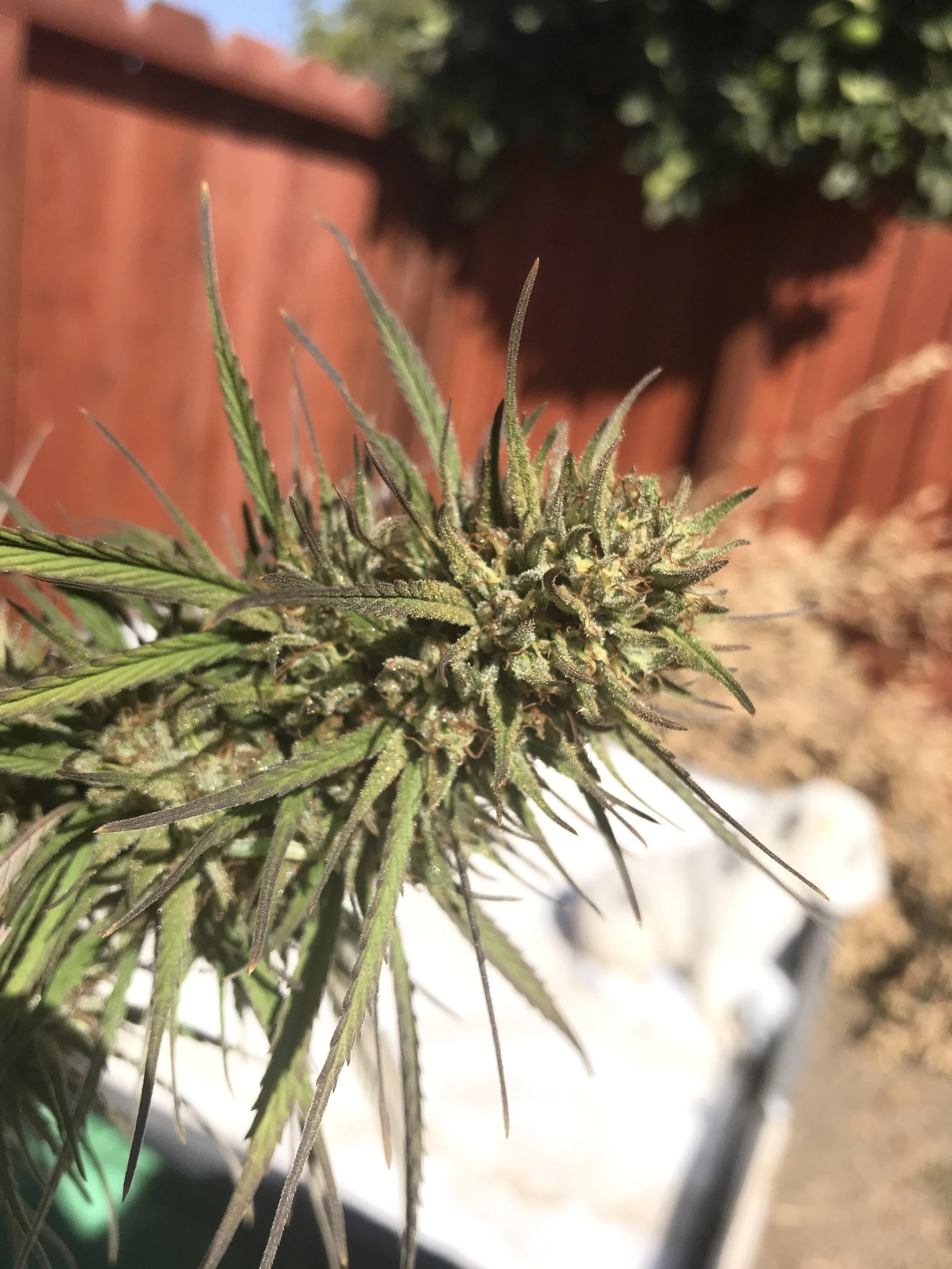 Purple Lemon Haze