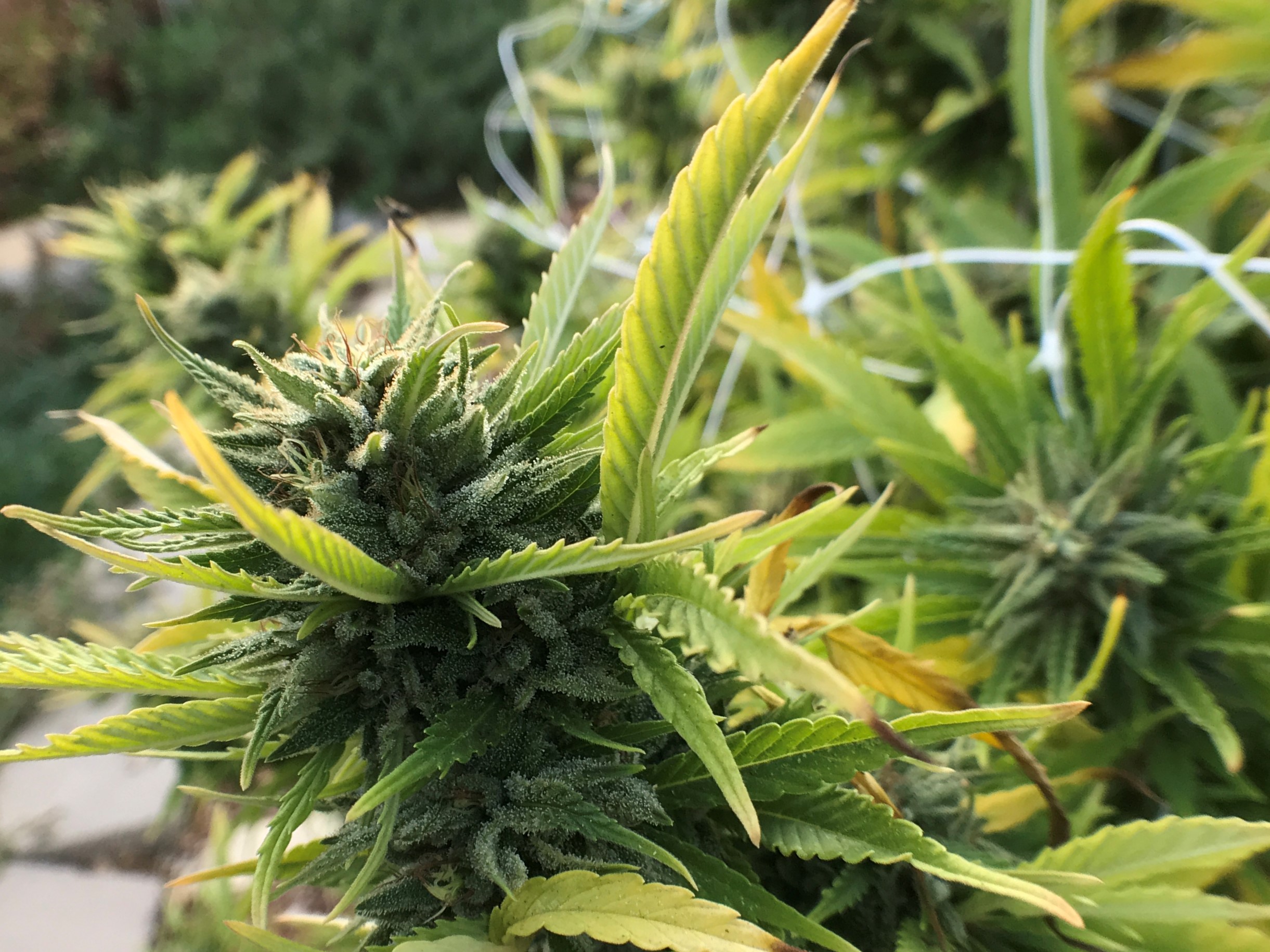PURPLE_GORILLA_0010.JPG