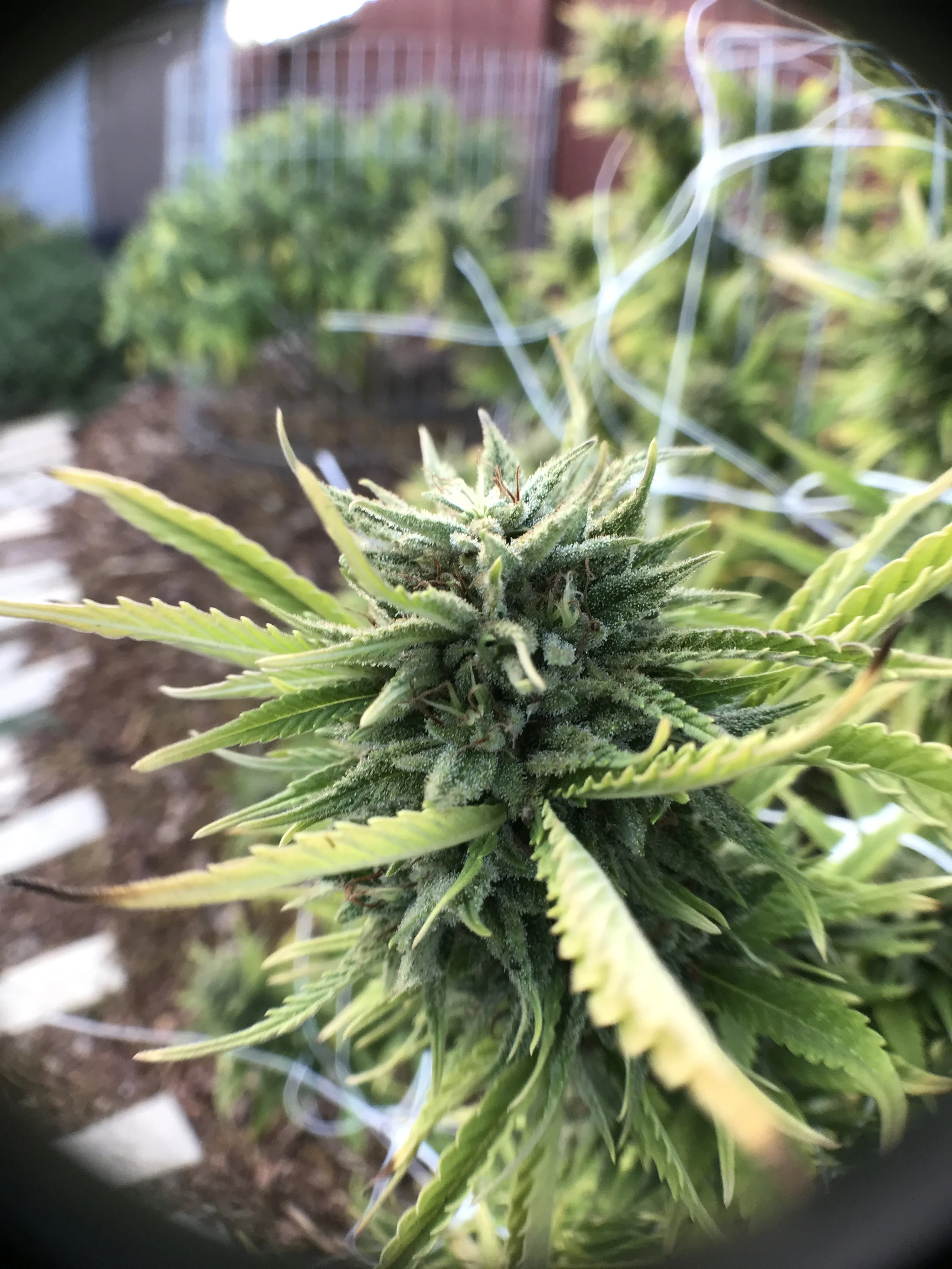 PURPLE_GORILLA_0012.JPG