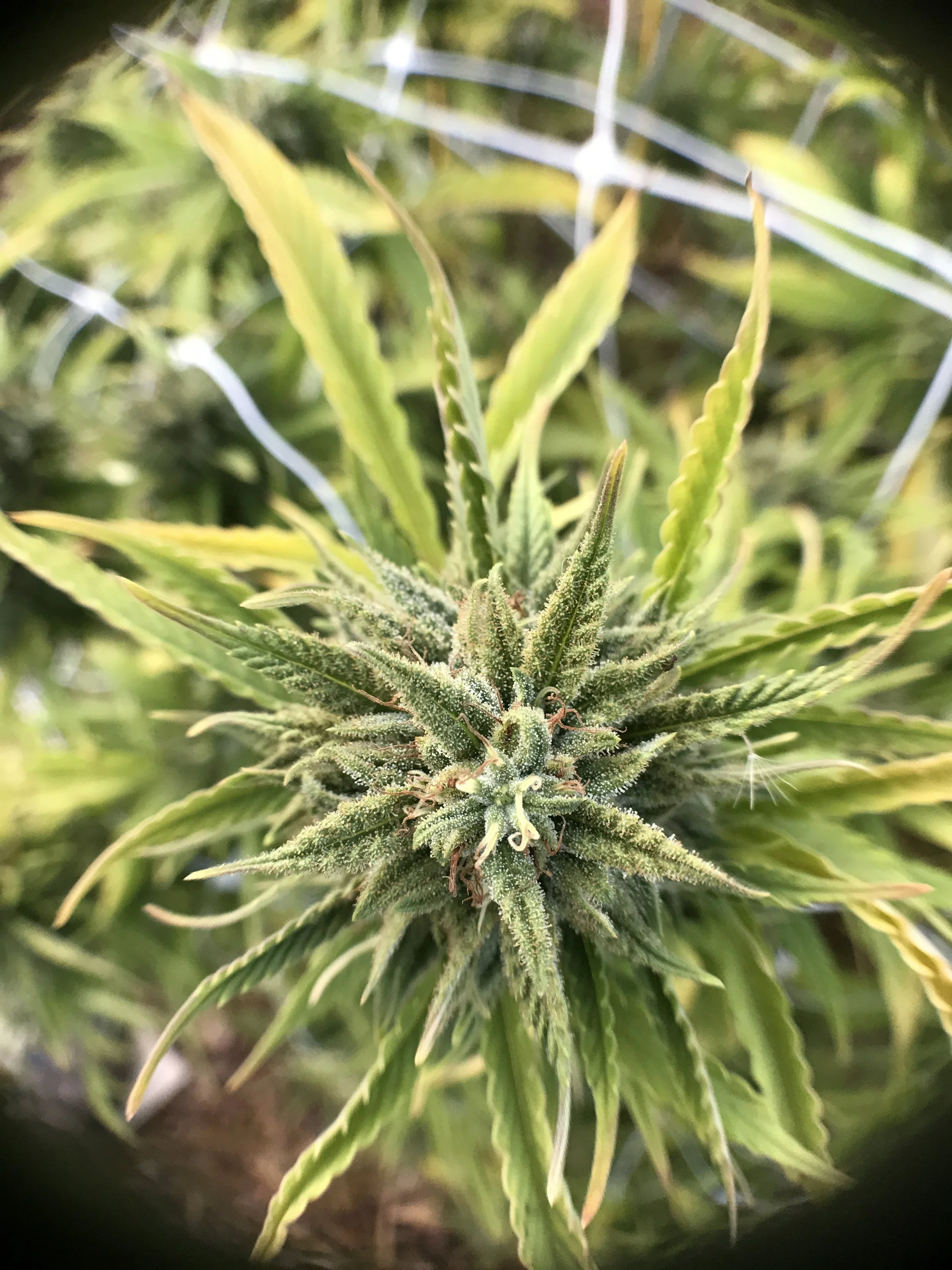 PURPLE_GORILLA_0013.JPG