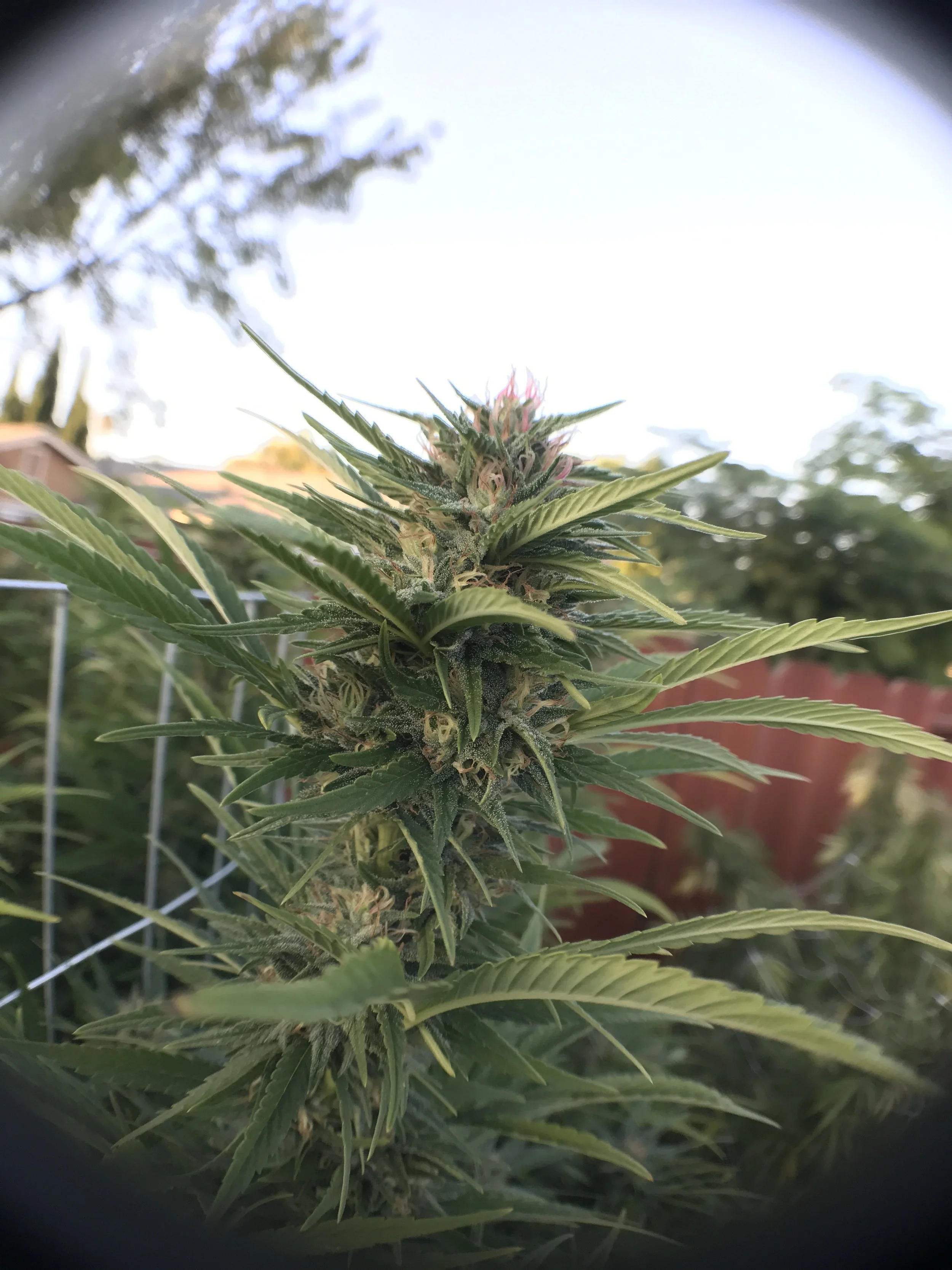 SFV_OG_0004.JPG