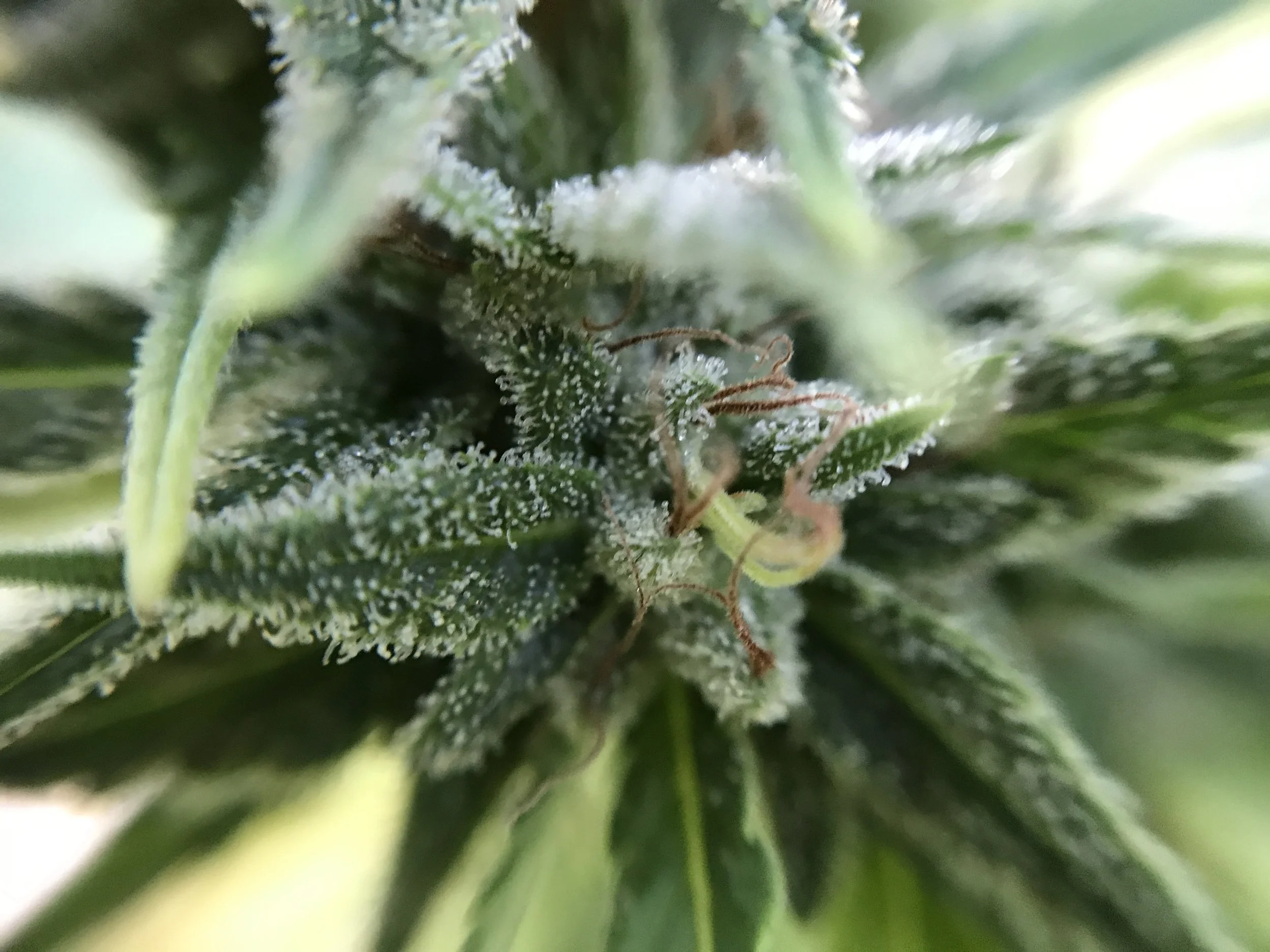 SFV_OG_0029.JPG