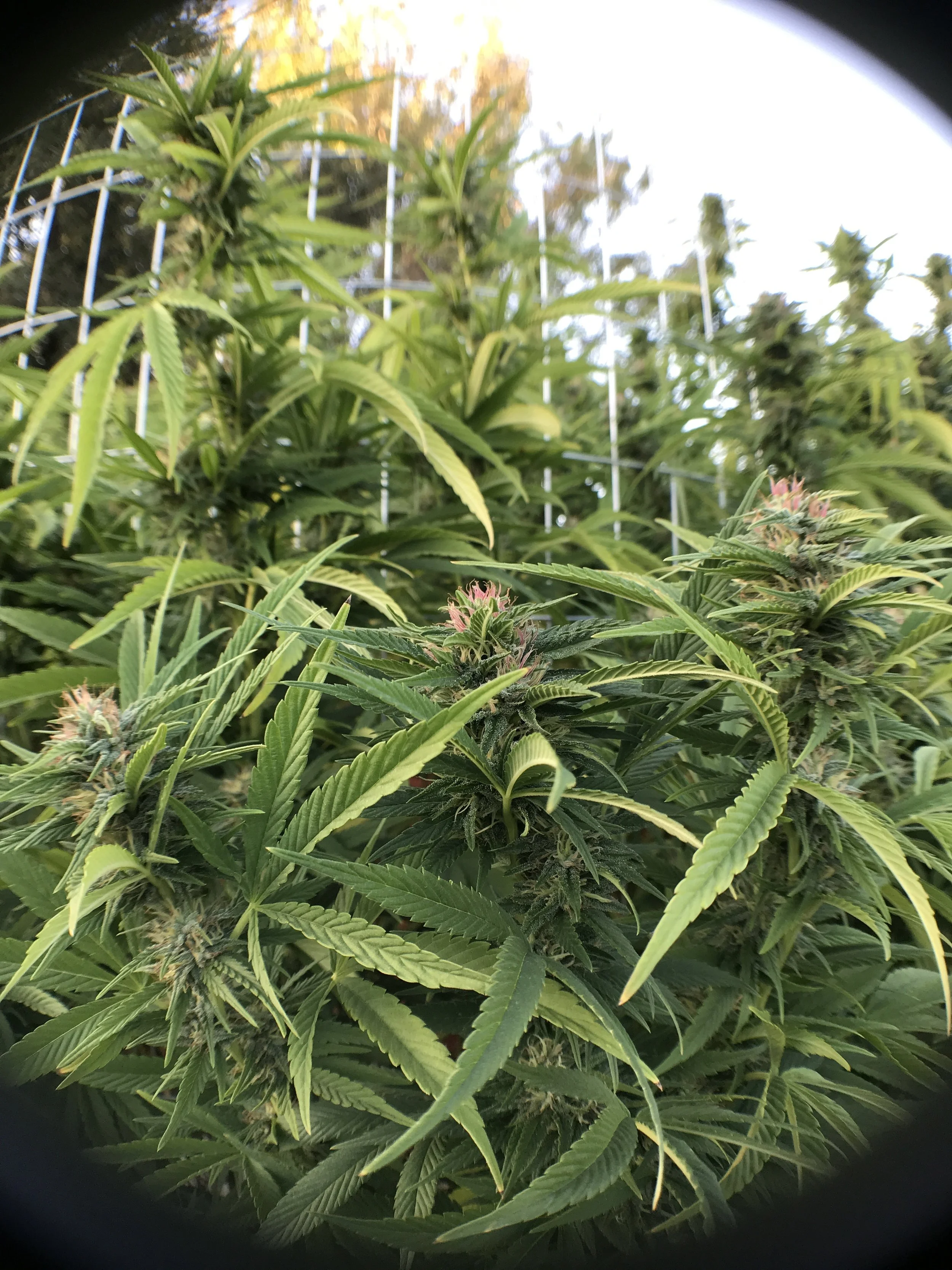 SFV_OG_9996.JPG