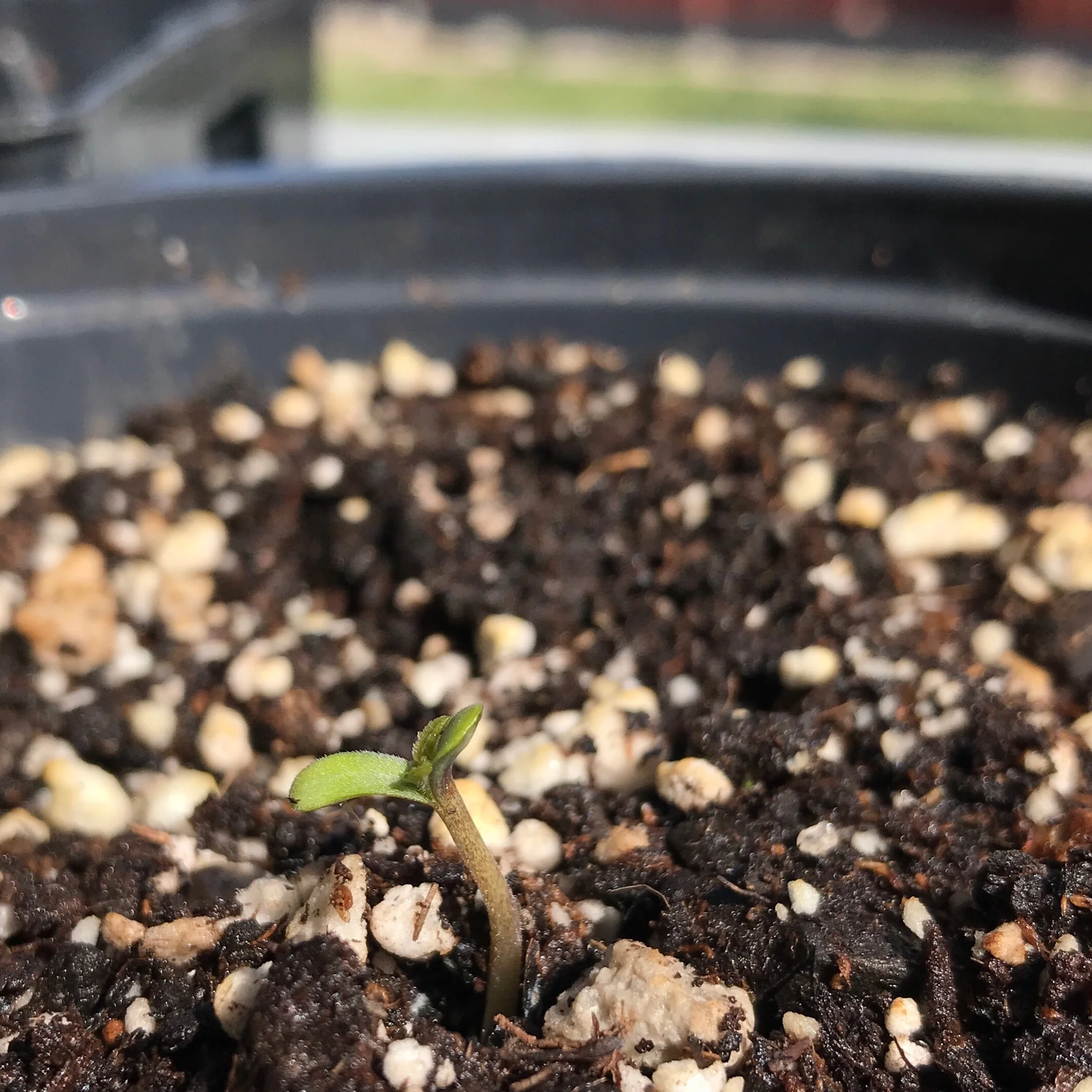 Seedlings sprouting
