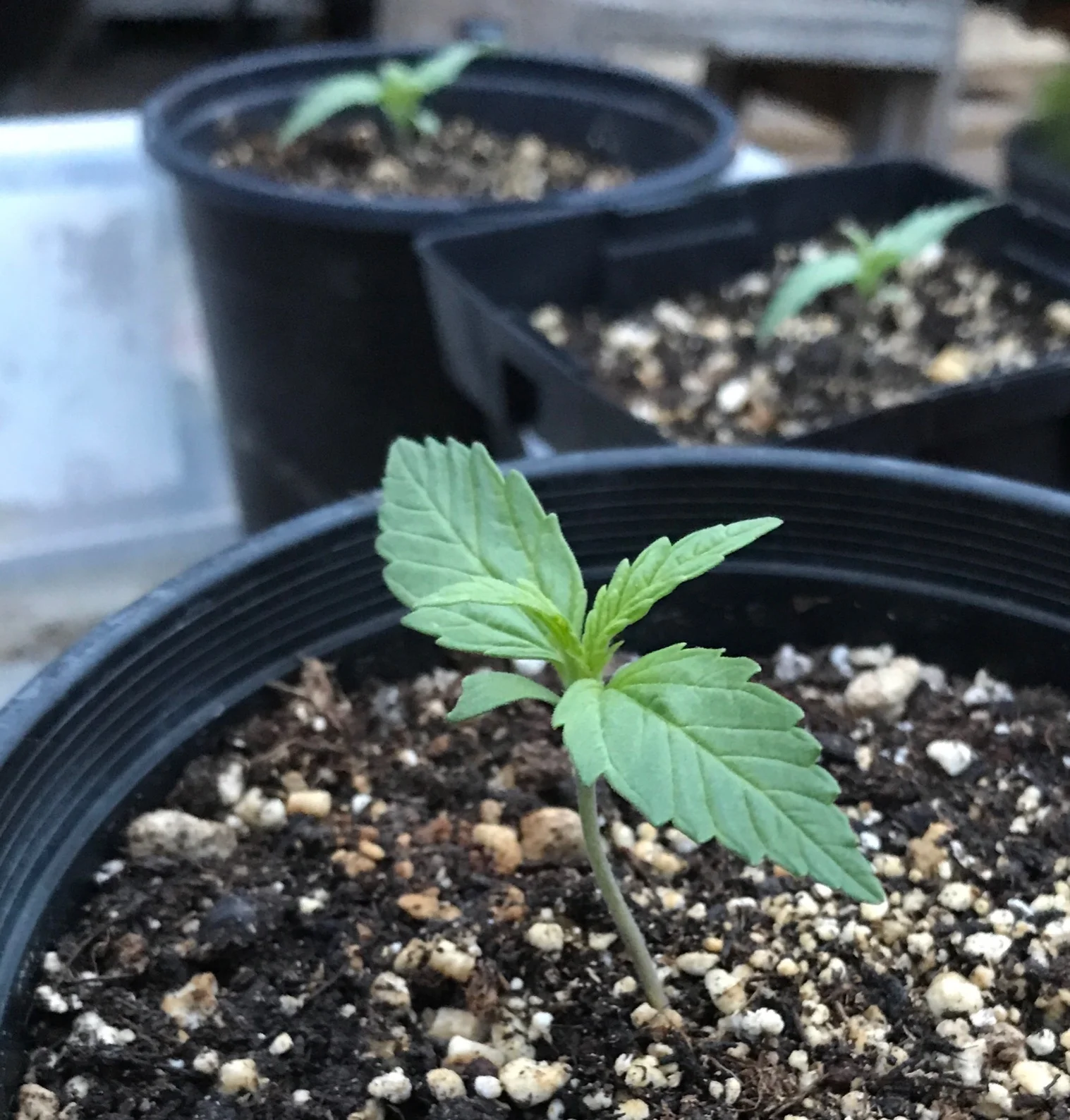 Fan leaves coming through