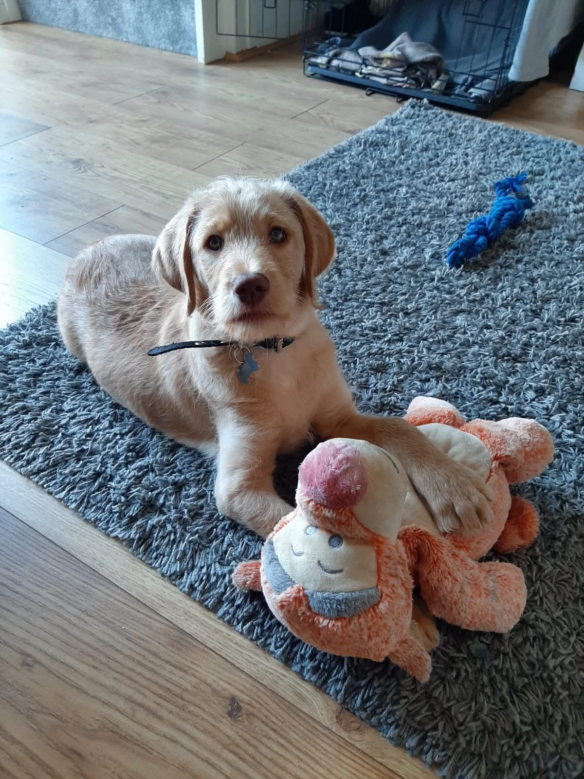 Goldendoodle puppies