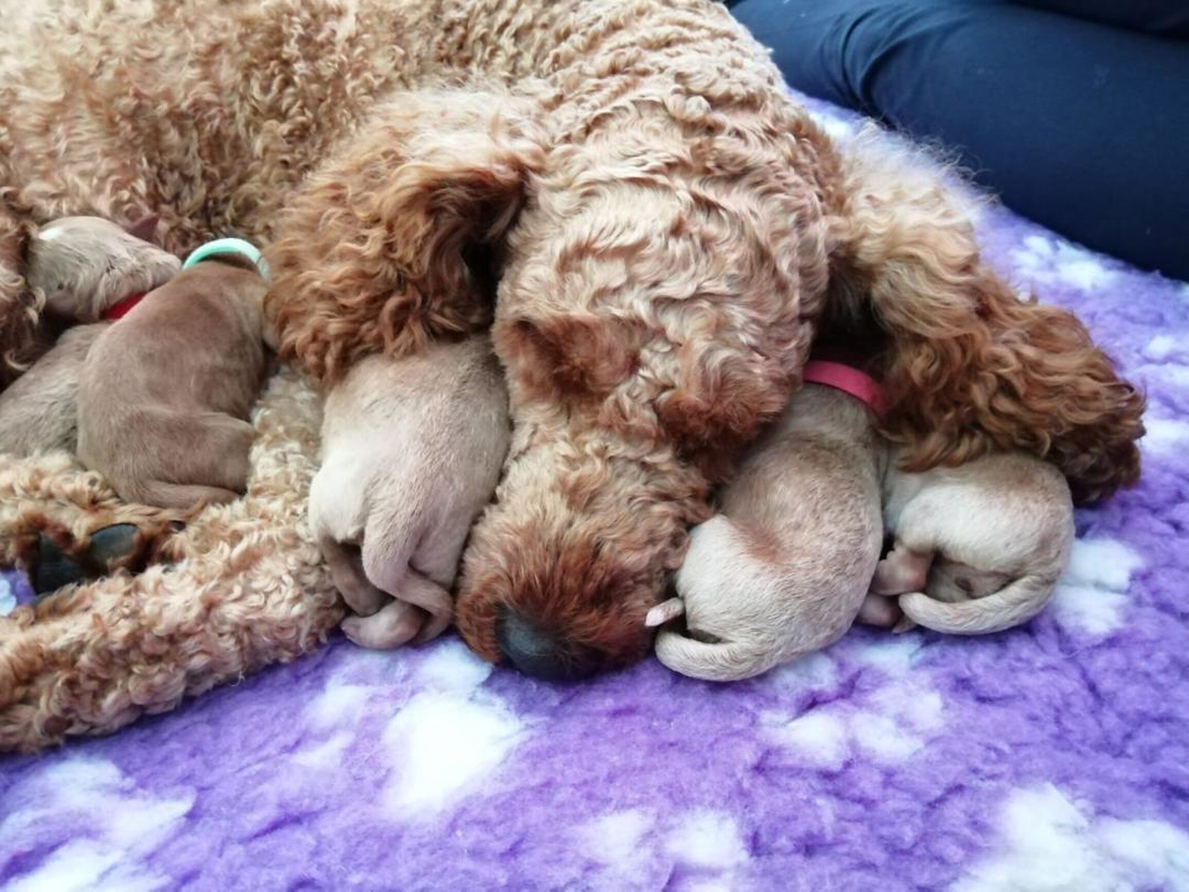 Goldendoodle puppies (Copy) (Copy) (Copy)