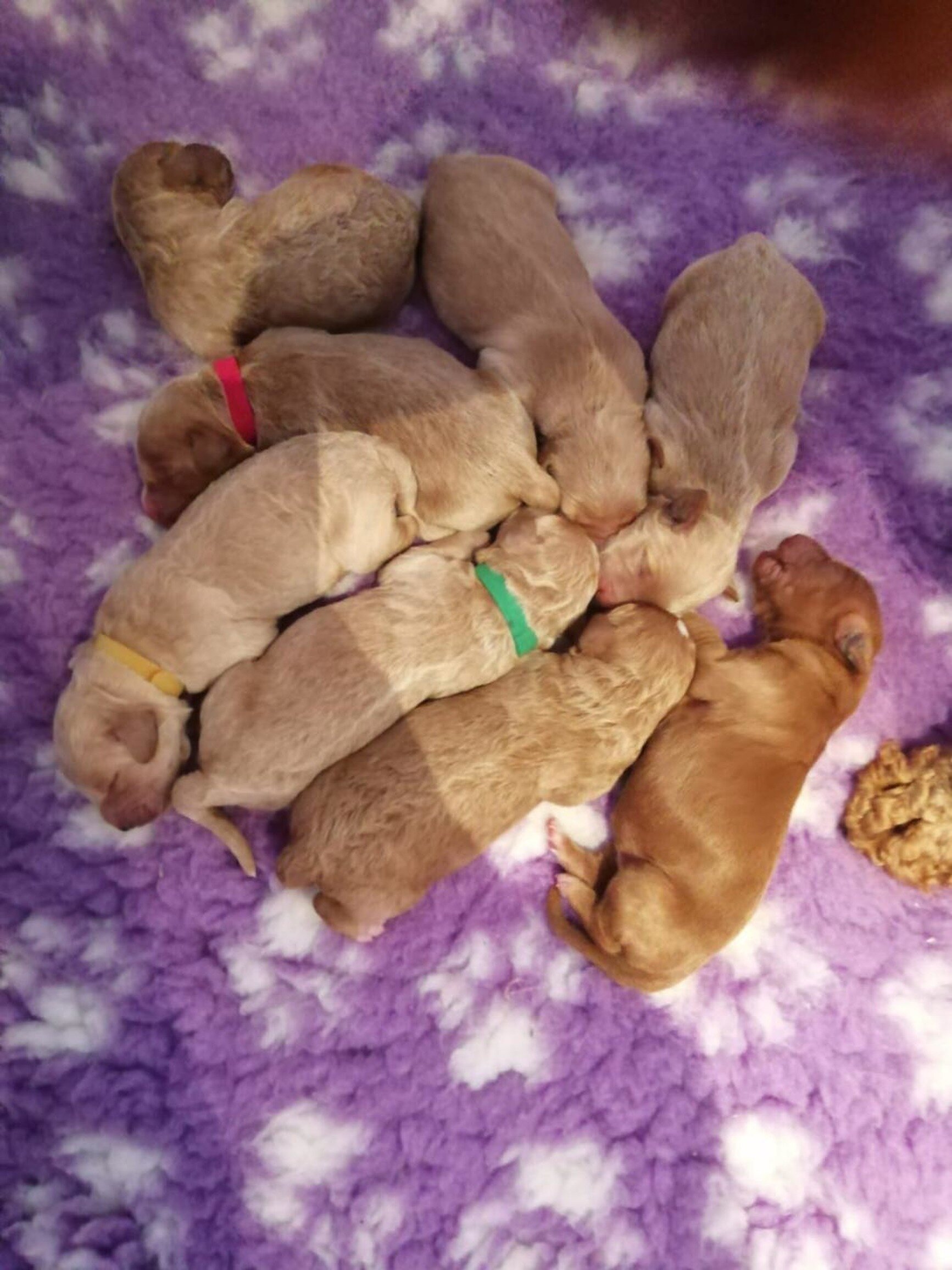 Goldendoodle puppies (Copy) (Copy) (Copy)