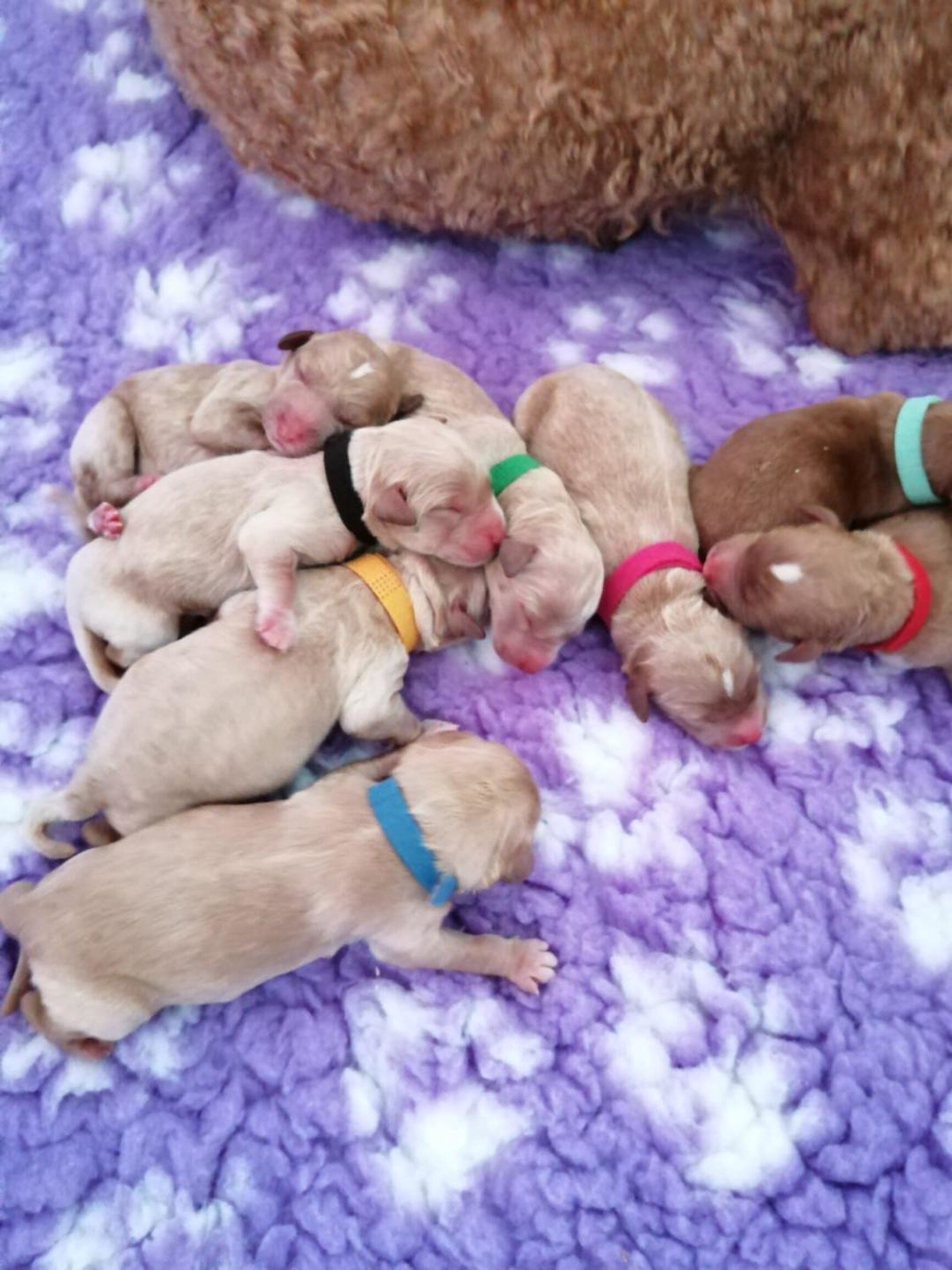 Goldendoodle puppies (Copy) (Copy) (Copy)