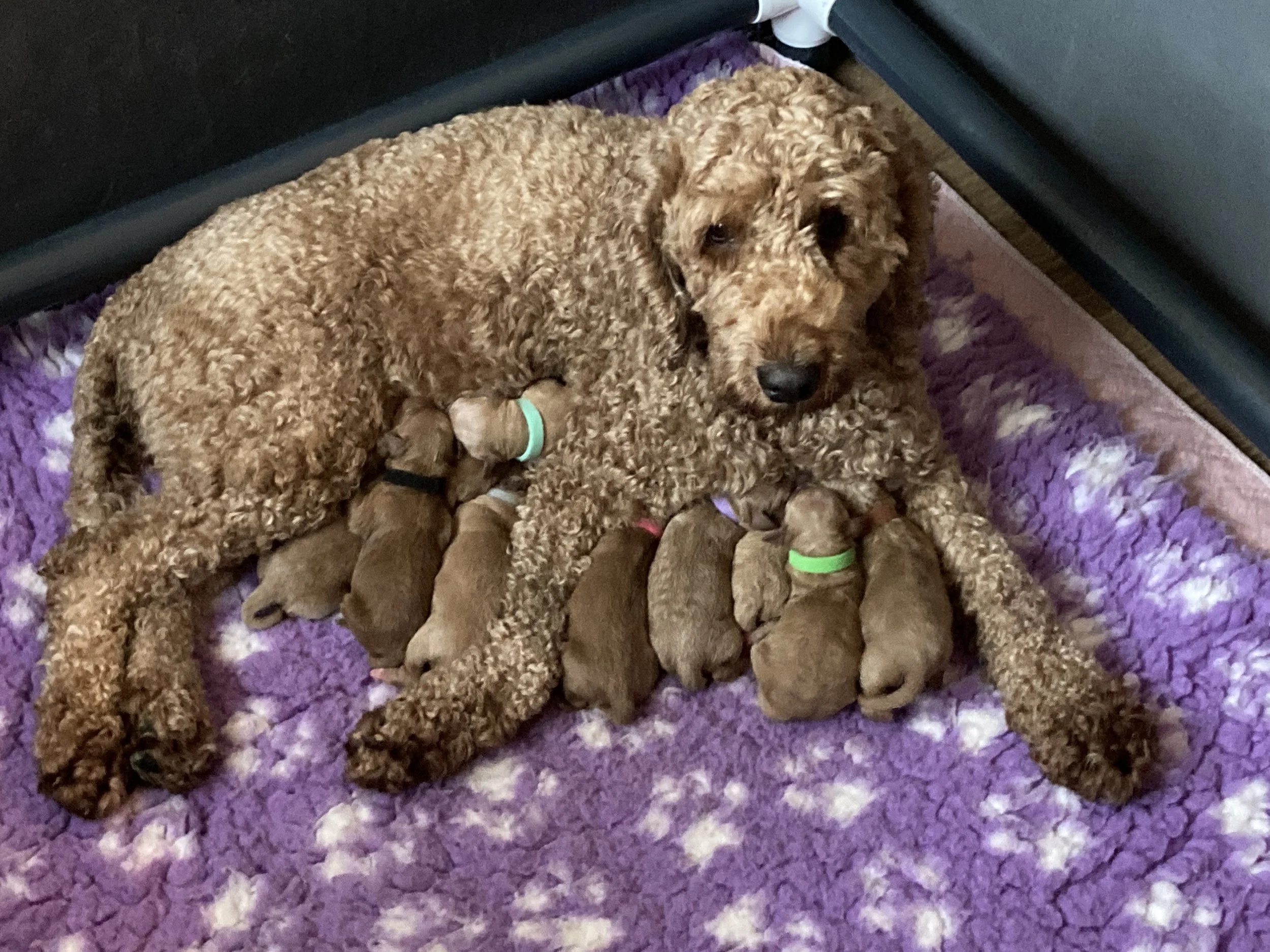 Goldendoodle puppies (Copy) (Copy) (Copy)