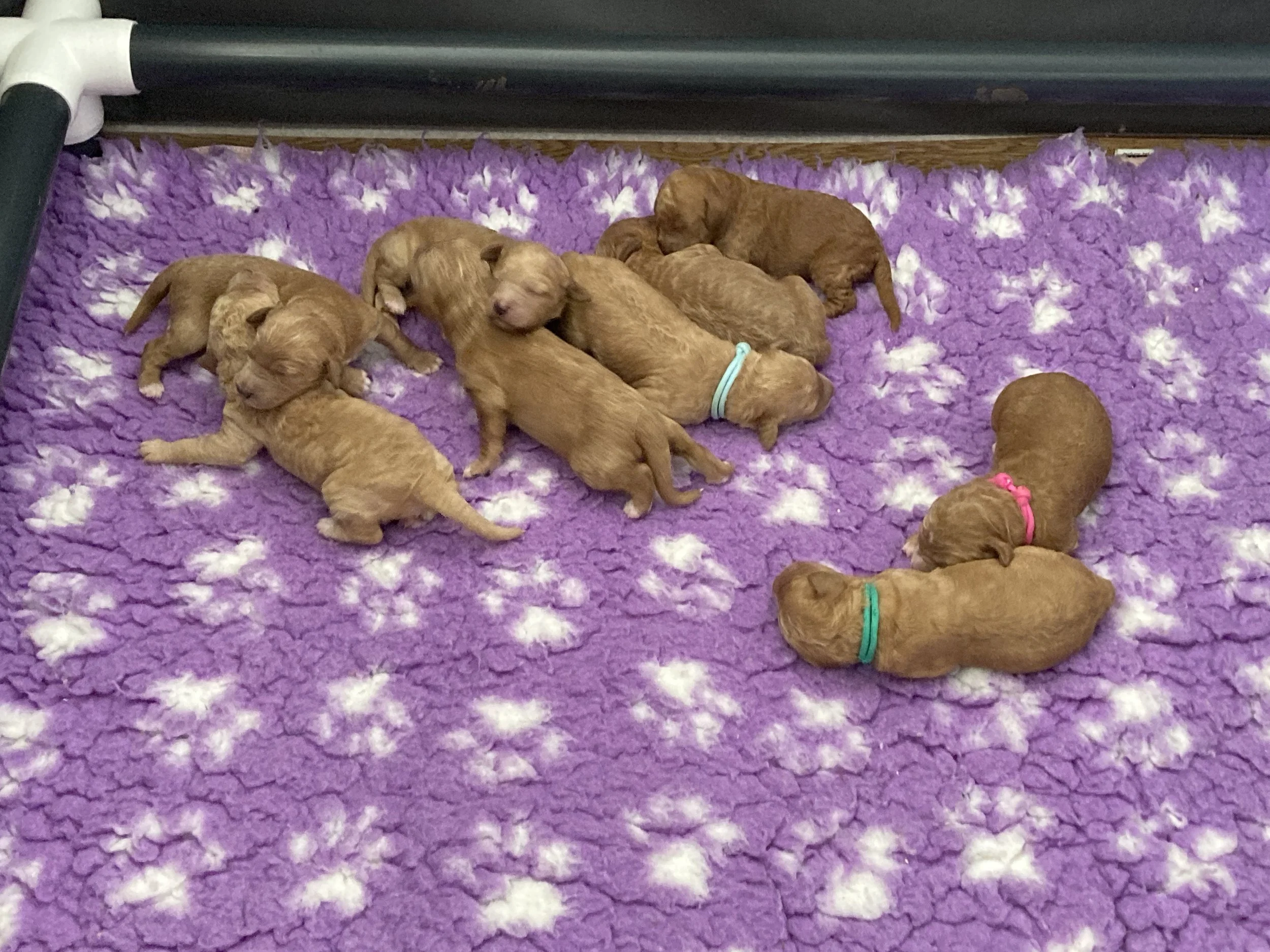Goldendoodle puppies (Copy) (Copy) (Copy)