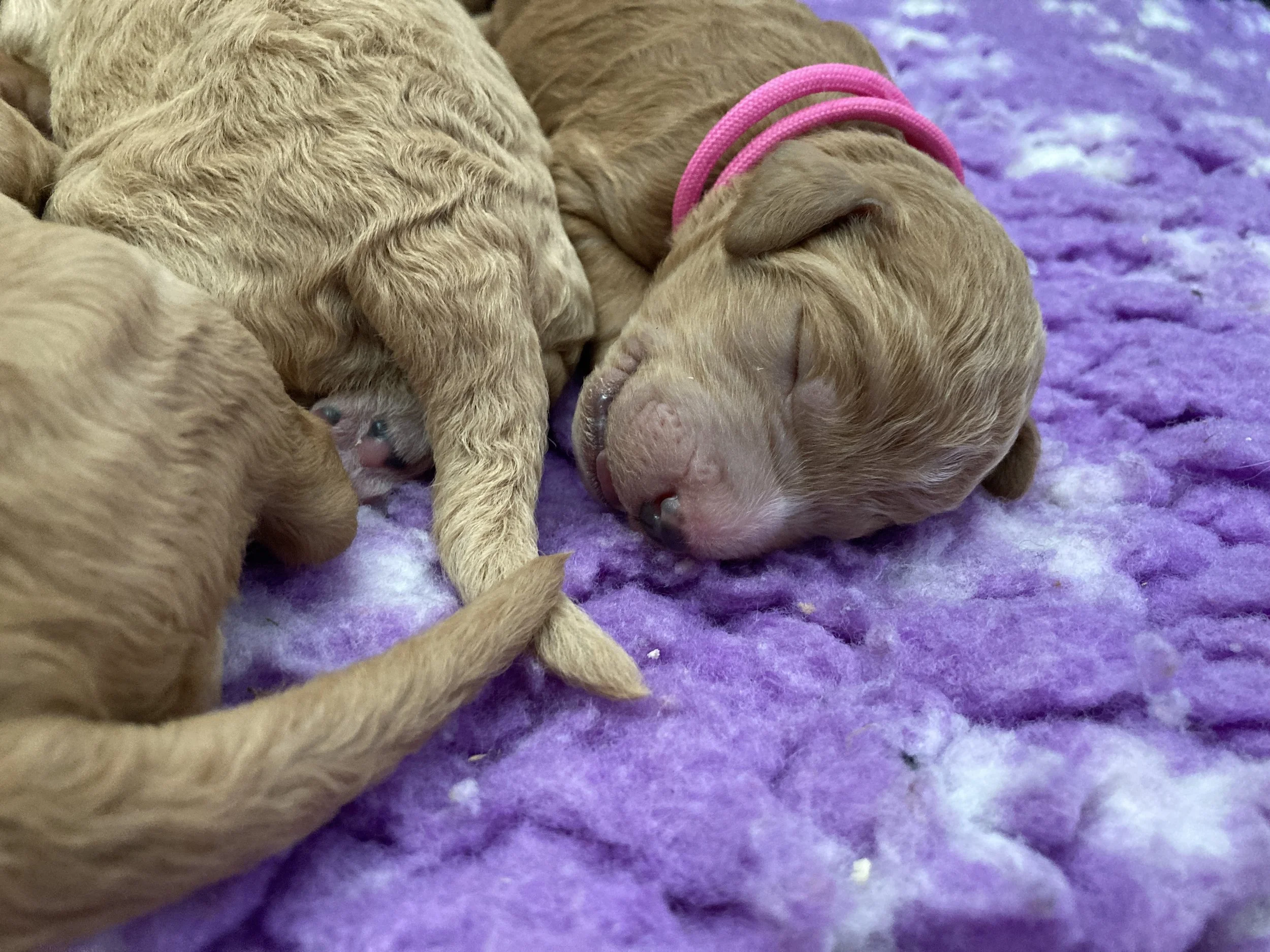 Goldendoodle puppies (Copy) (Copy) (Copy)