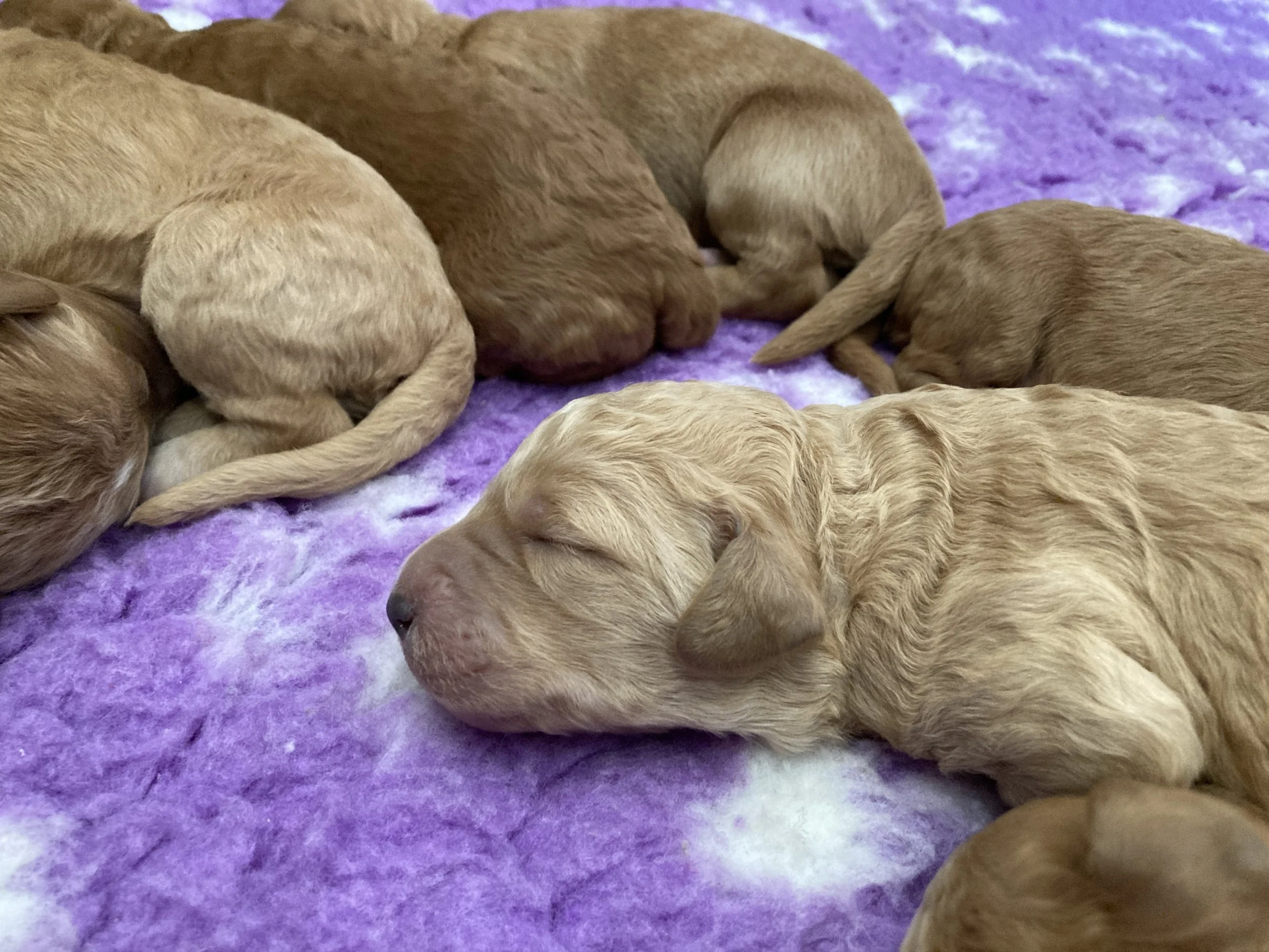 Goldendoodle puppies (Copy) (Copy) (Copy)
