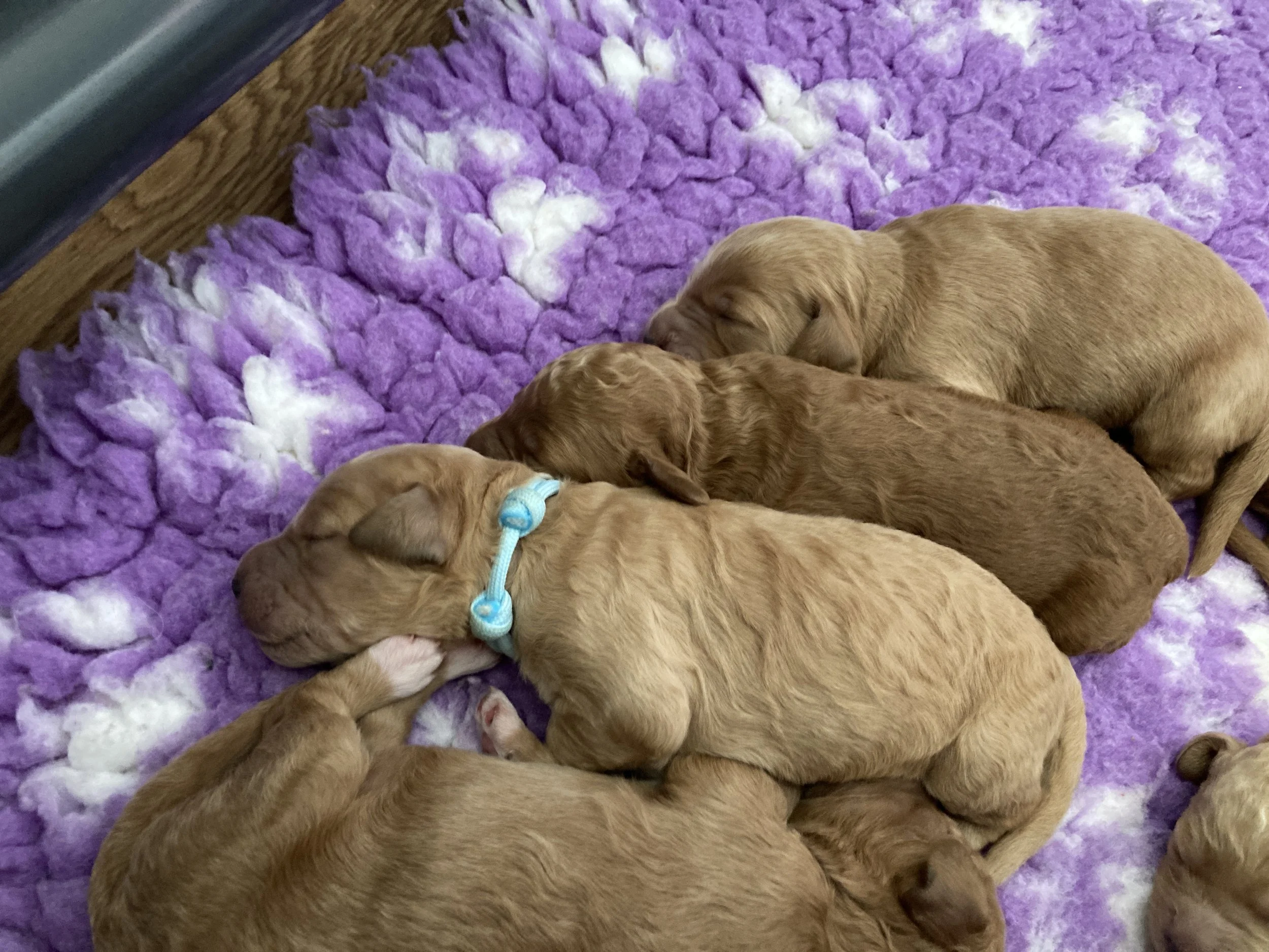 Goldendoodle puppies (Copy) (Copy) (Copy)