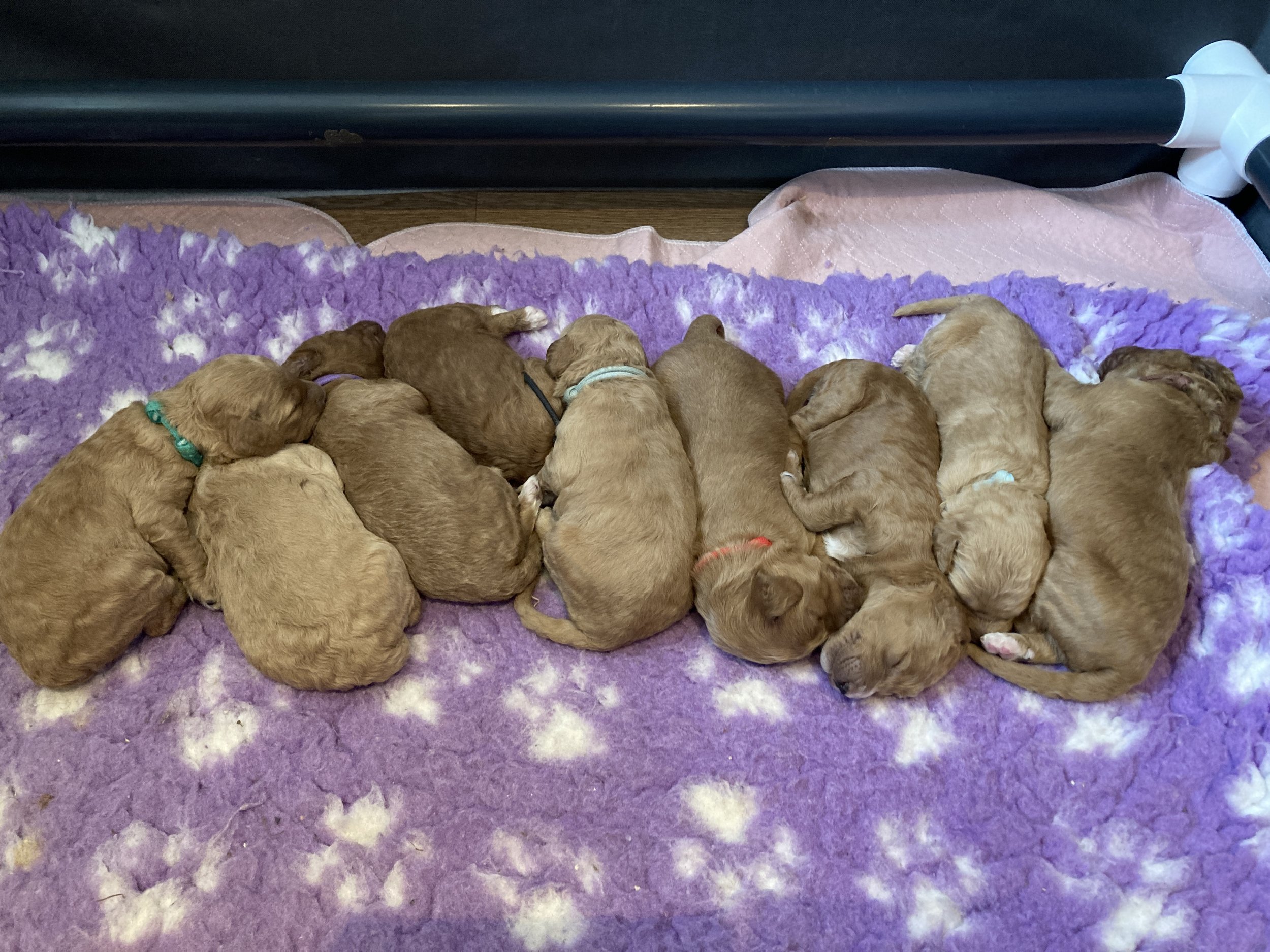 Goldendoodle puppies (Copy) (Copy) (Copy)