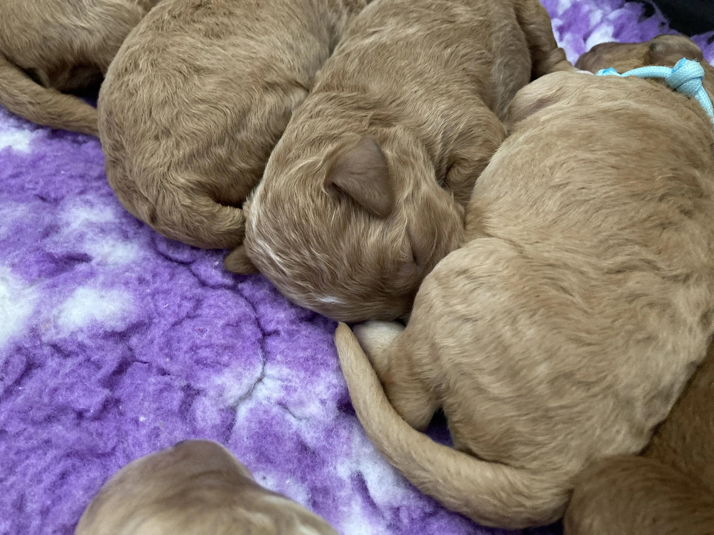 Goldendoodle puppies (Copy) (Copy) (Copy)