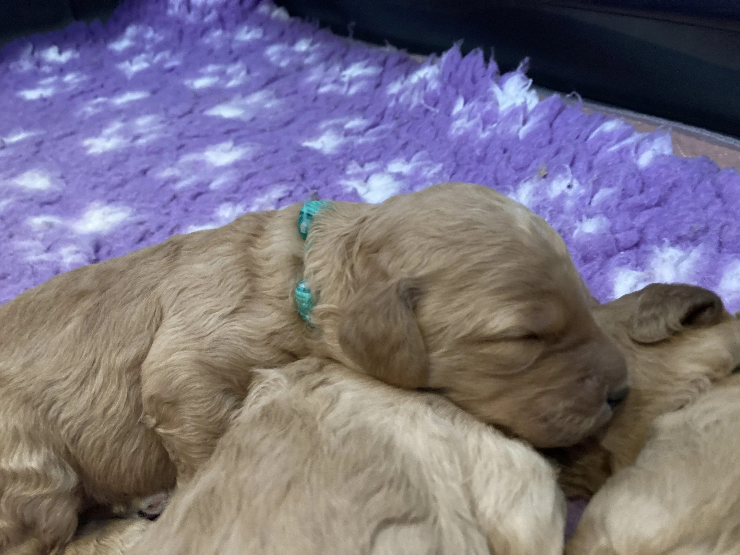 Goldendoodle puppies (Copy) (Copy) (Copy)