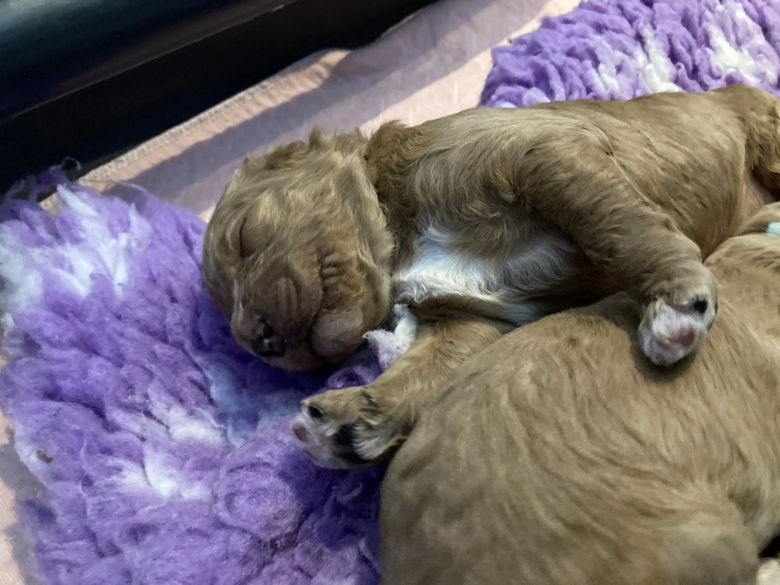 Goldendoodle puppies (Copy) (Copy) (Copy)