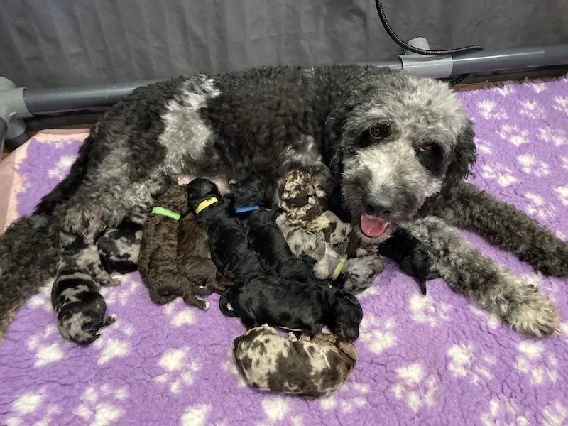 Goldendoodle puppies (Copy) (Copy)