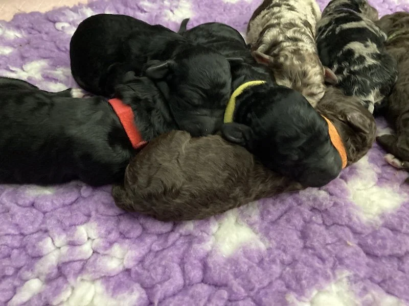 Goldendoodle puppies (Copy) (Copy)
