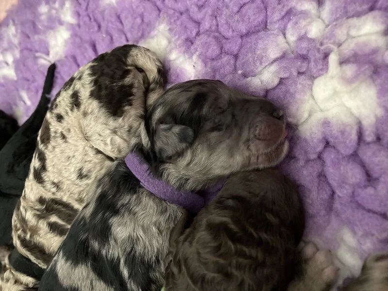 Goldendoodle puppies (Copy) (Copy)