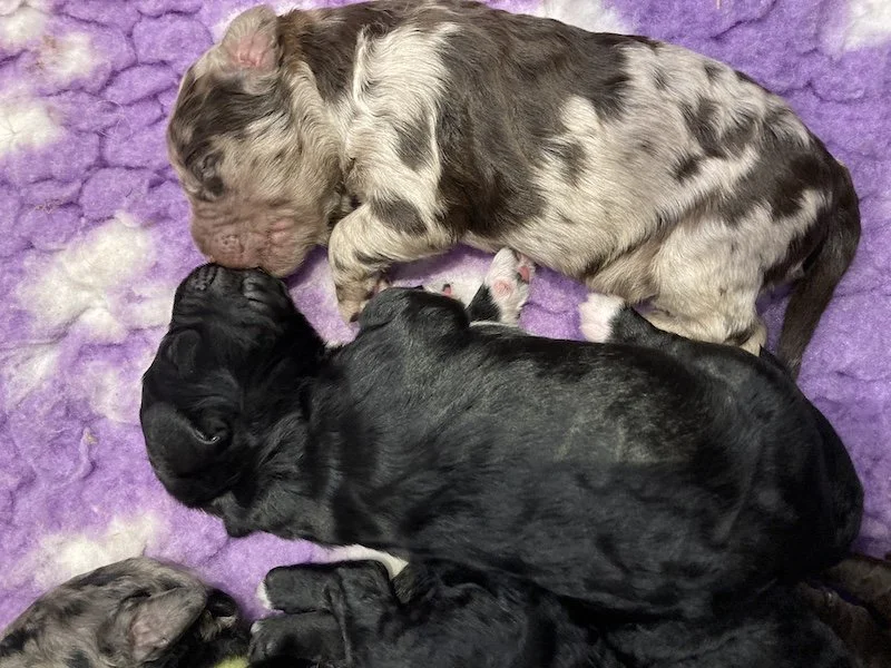 Goldendoodle puppies (Copy) (Copy)
