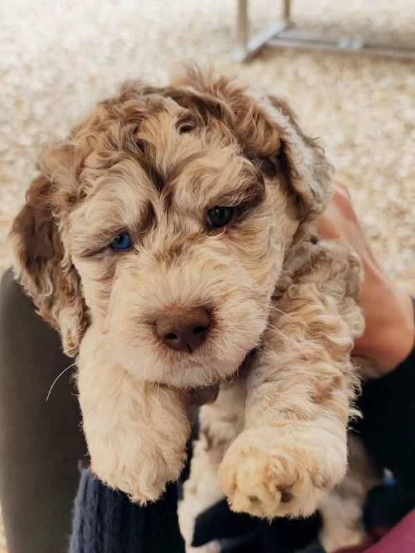 Goldendoodle puppies (Copy)