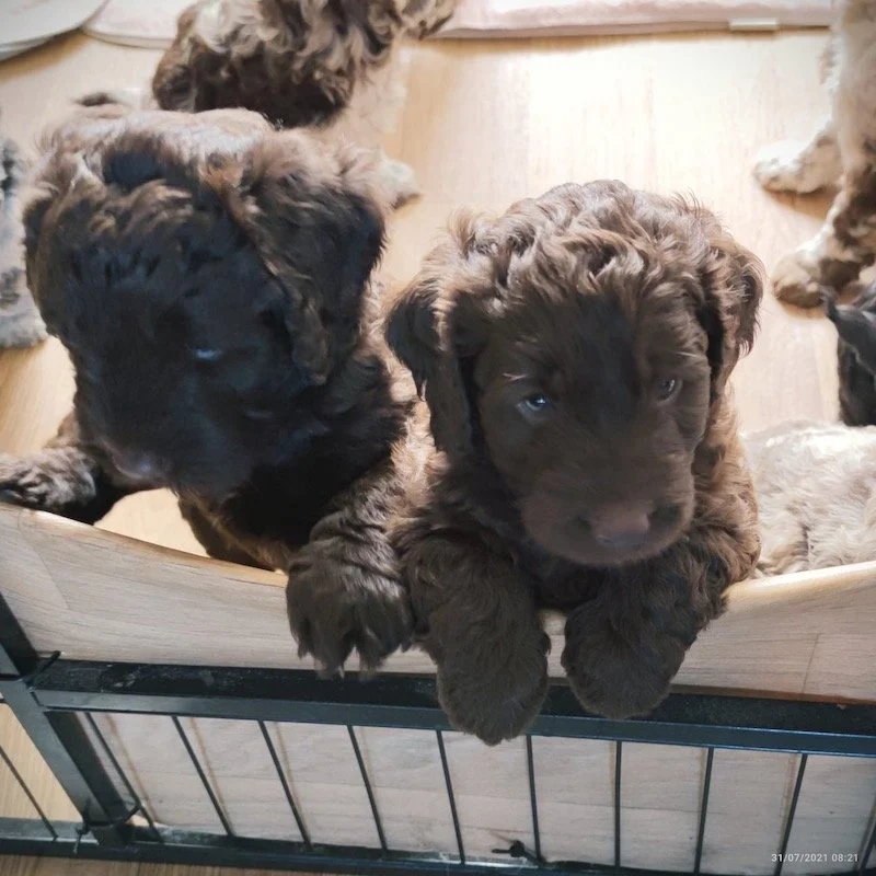 Goldendoodle puppies (Copy)