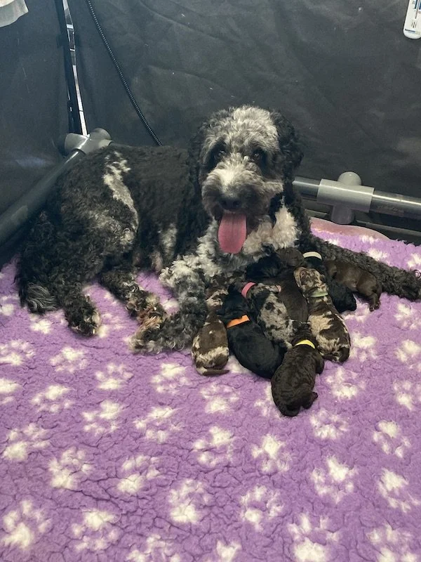 Goldendoodle puppies (Copy)
