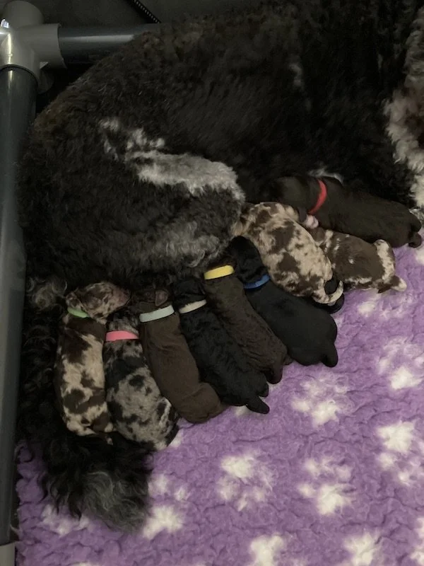 Goldendoodle puppies (Copy)