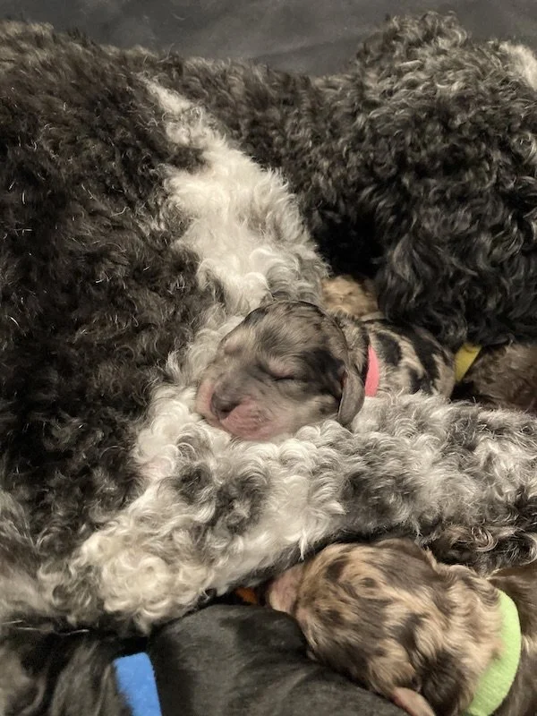 Goldendoodle puppies (Copy)