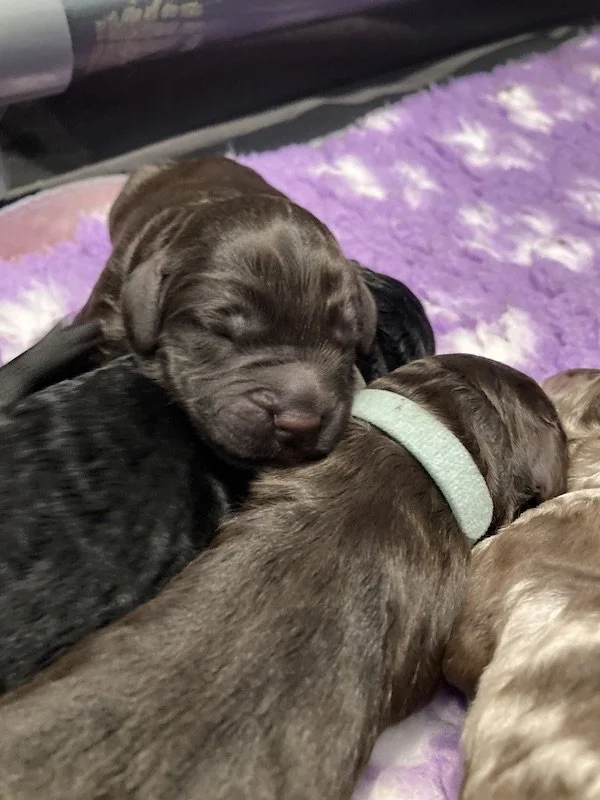 Goldendoodle puppies (Copy)