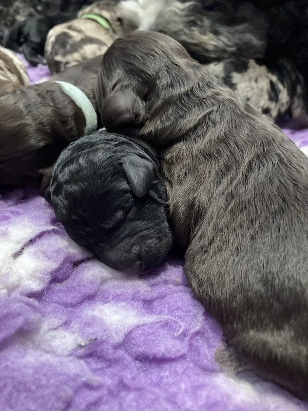 Goldendoodle puppies (Copy)