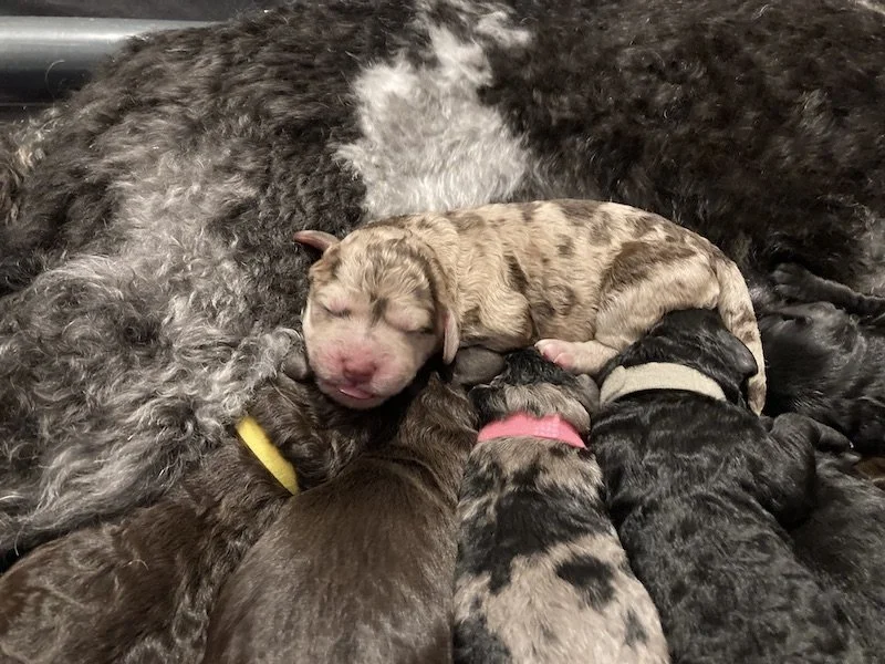 Goldendoodle puppies (Copy)
