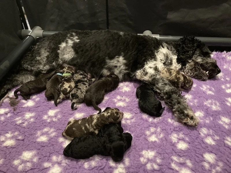 Goldendoodle puppies (Copy)