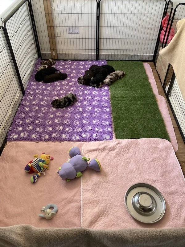 Goldendoodle puppies (Copy)