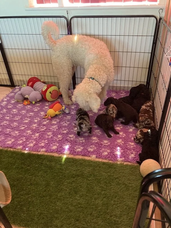 Goldendoodle puppies (Copy)
